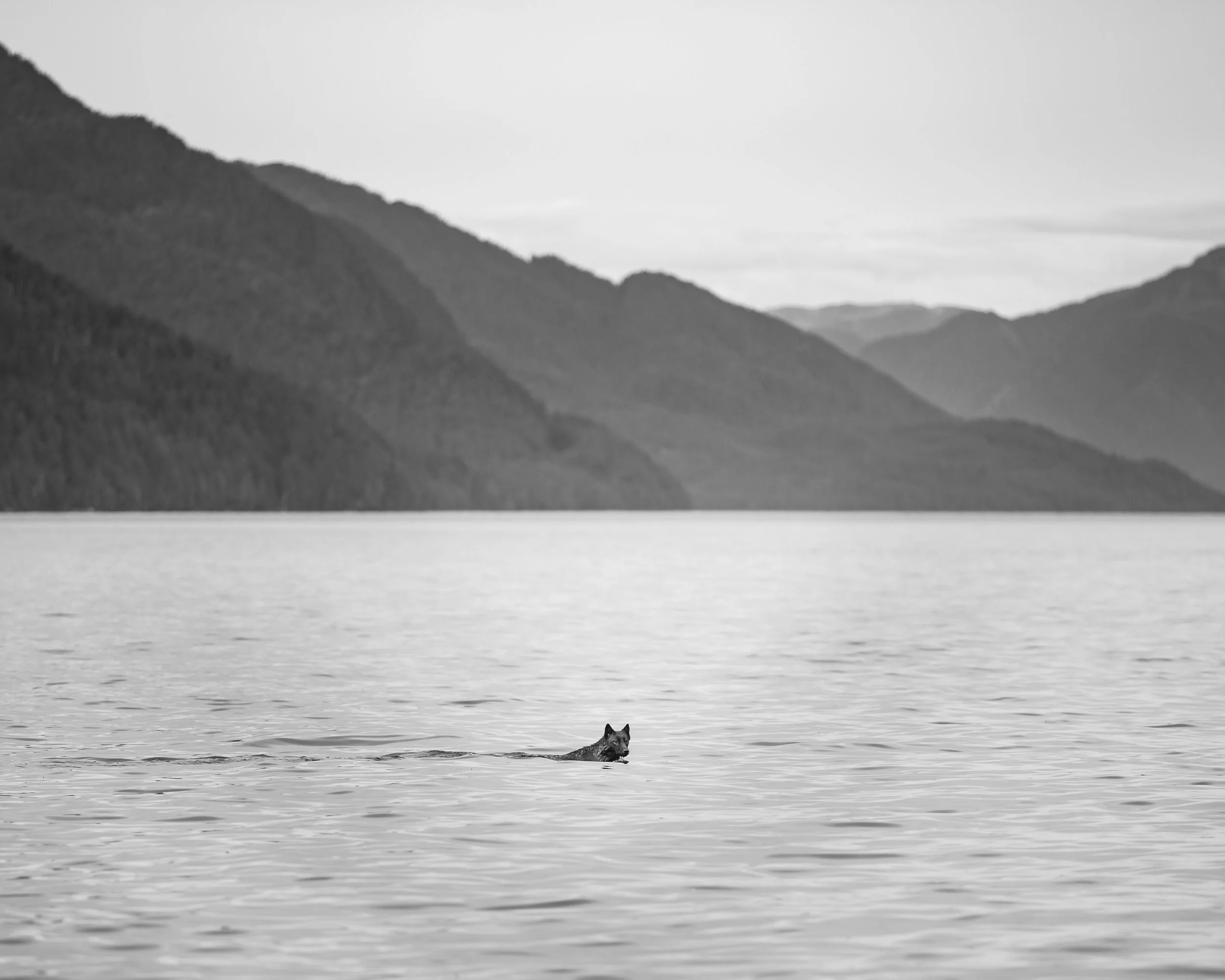 SEAWOLF