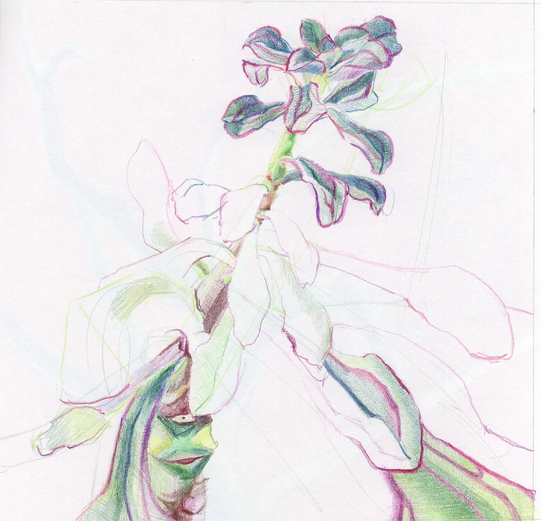  colored pencil on sketchbook page  5 x 5 1/2”, 2017 