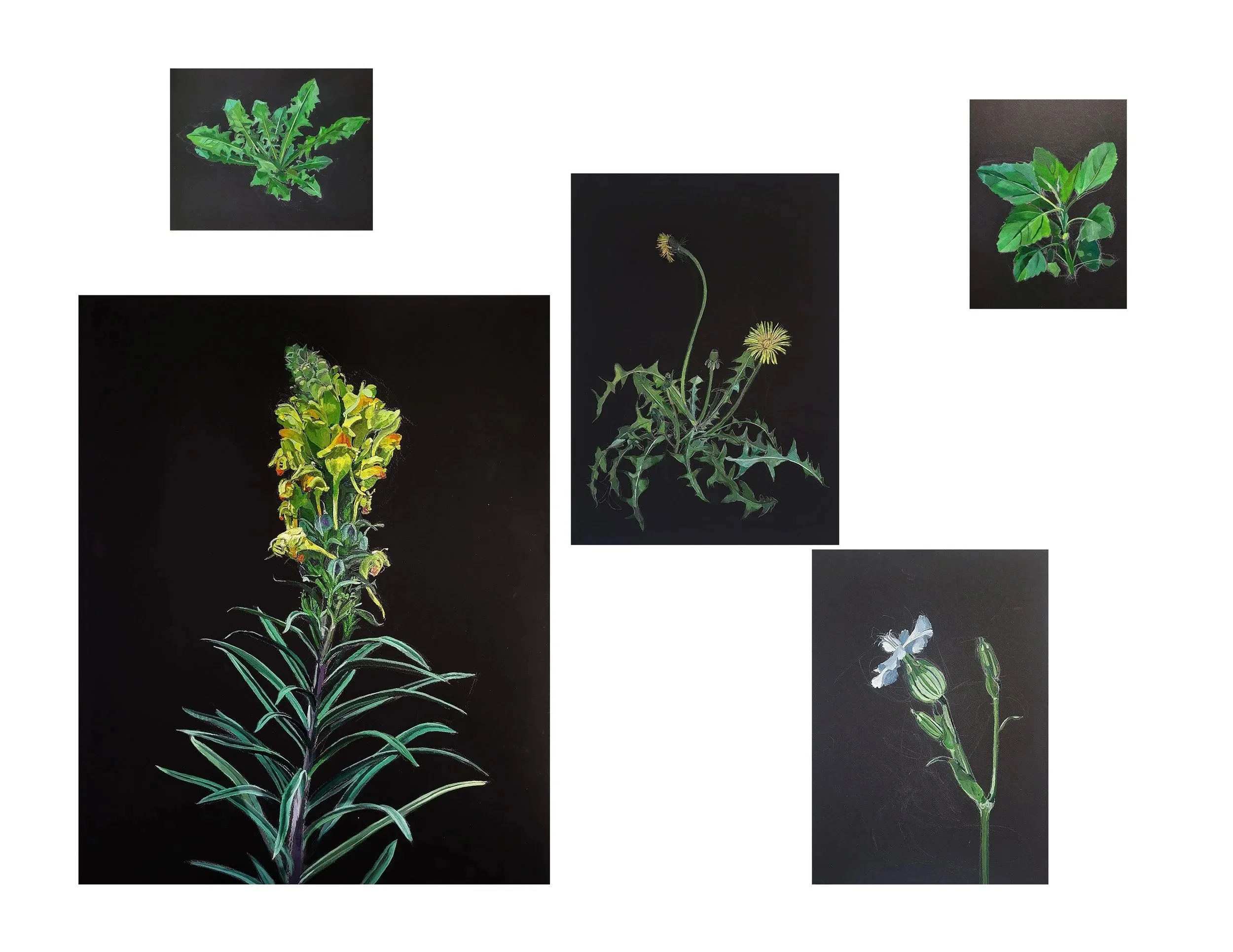 Weed Landscape (mock up) - a series of portraits of invasive plants arranged as if in a landscape