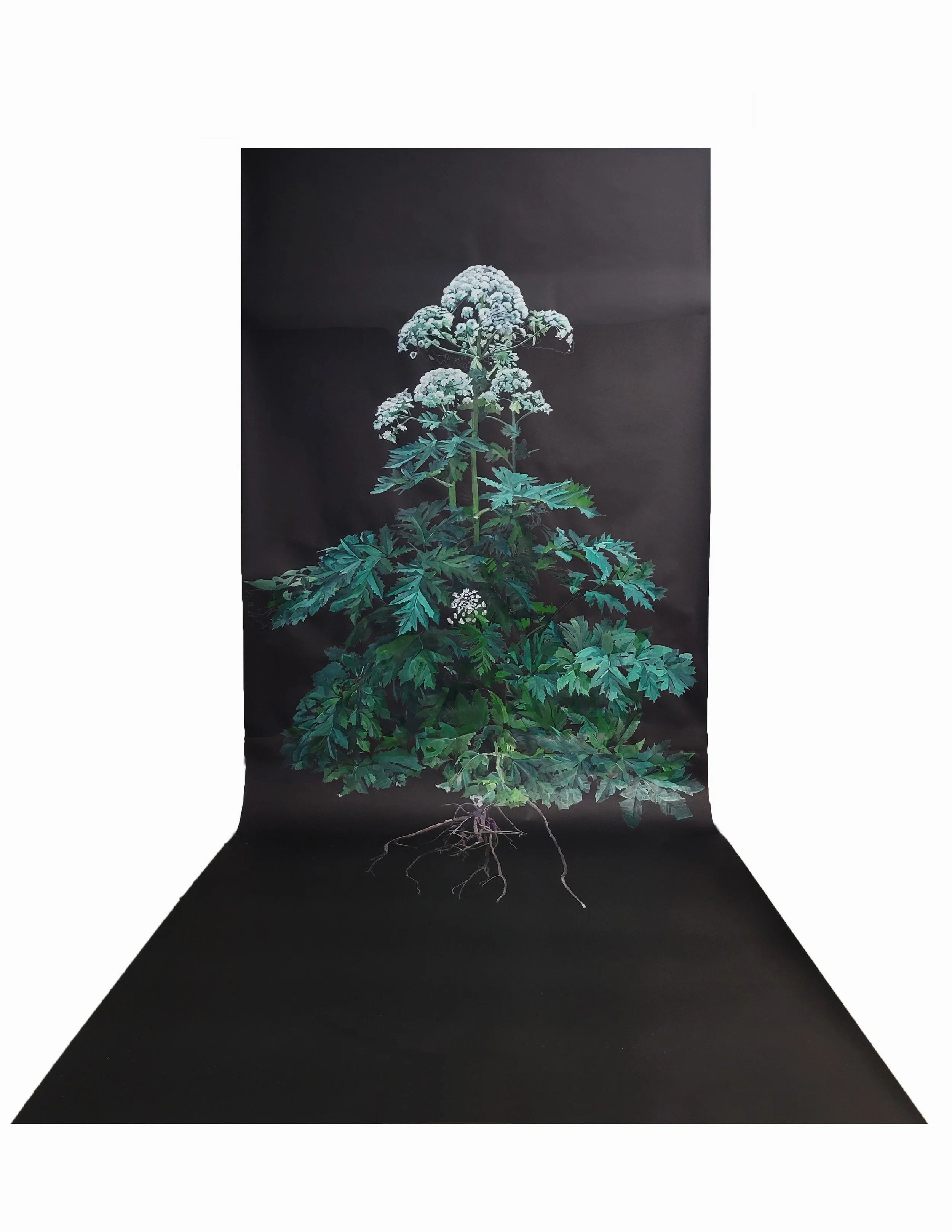 Giant Hogweed