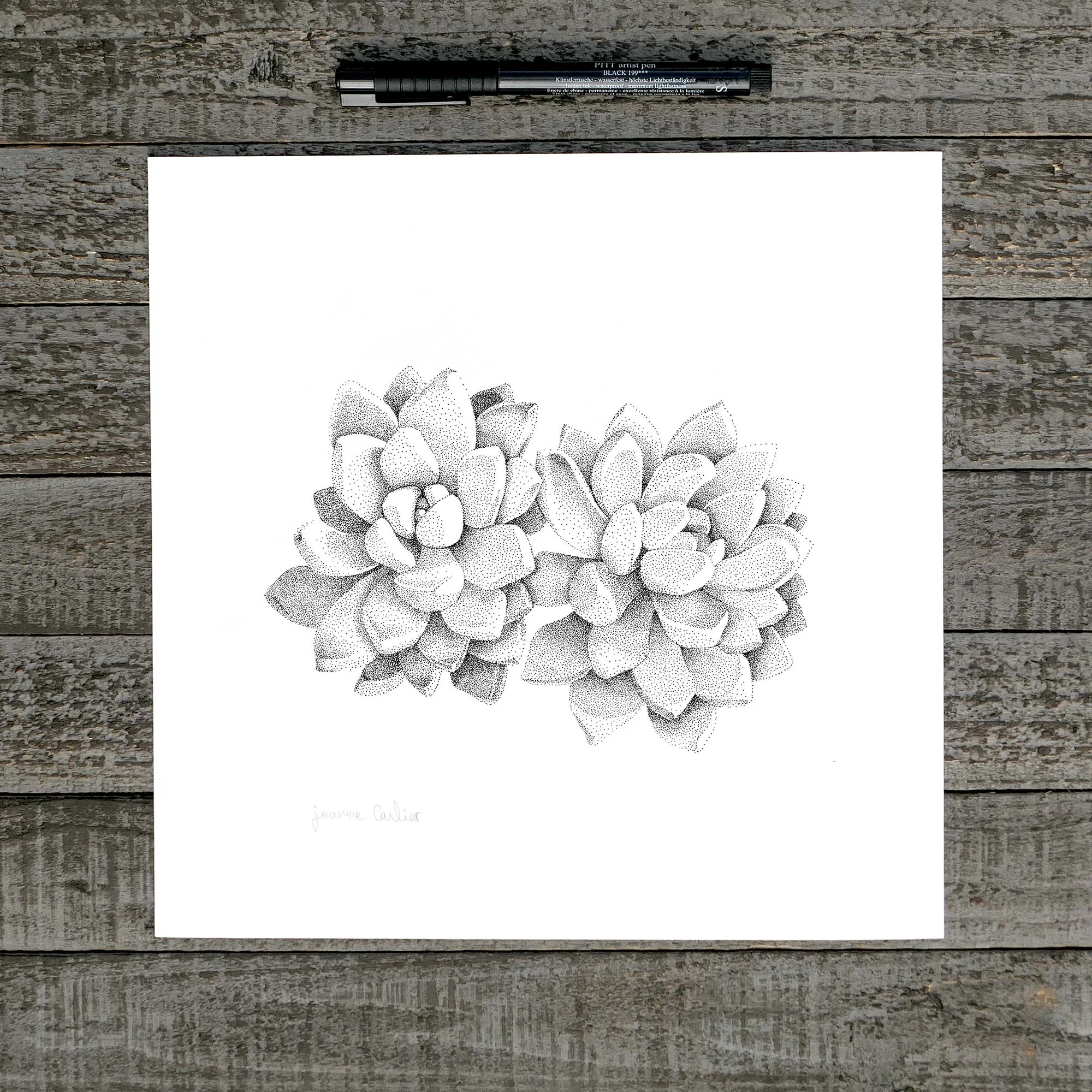 Art Print || Succulent #1 || Hand drawn stippled illustration