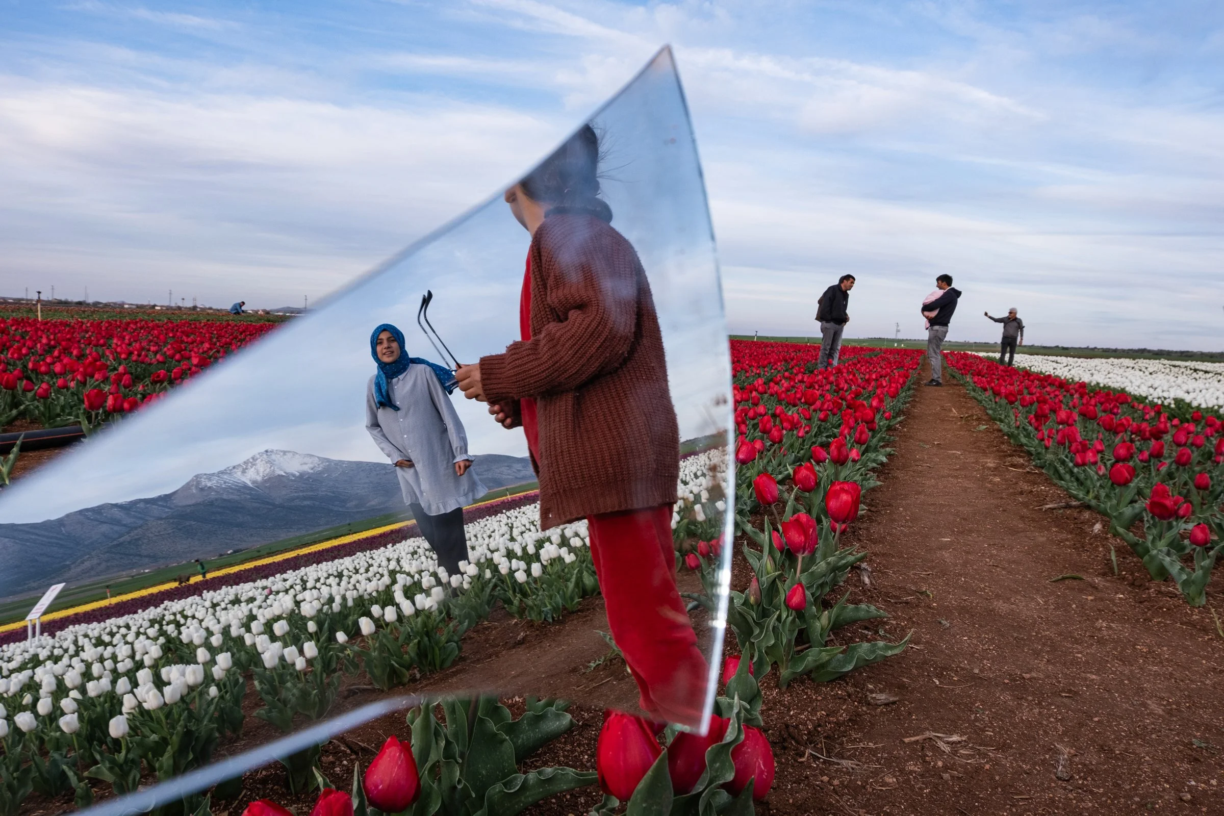 Tulips in the Mirror
