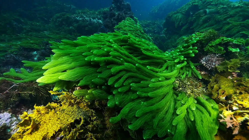 Golden Kelp Great Southern Reef