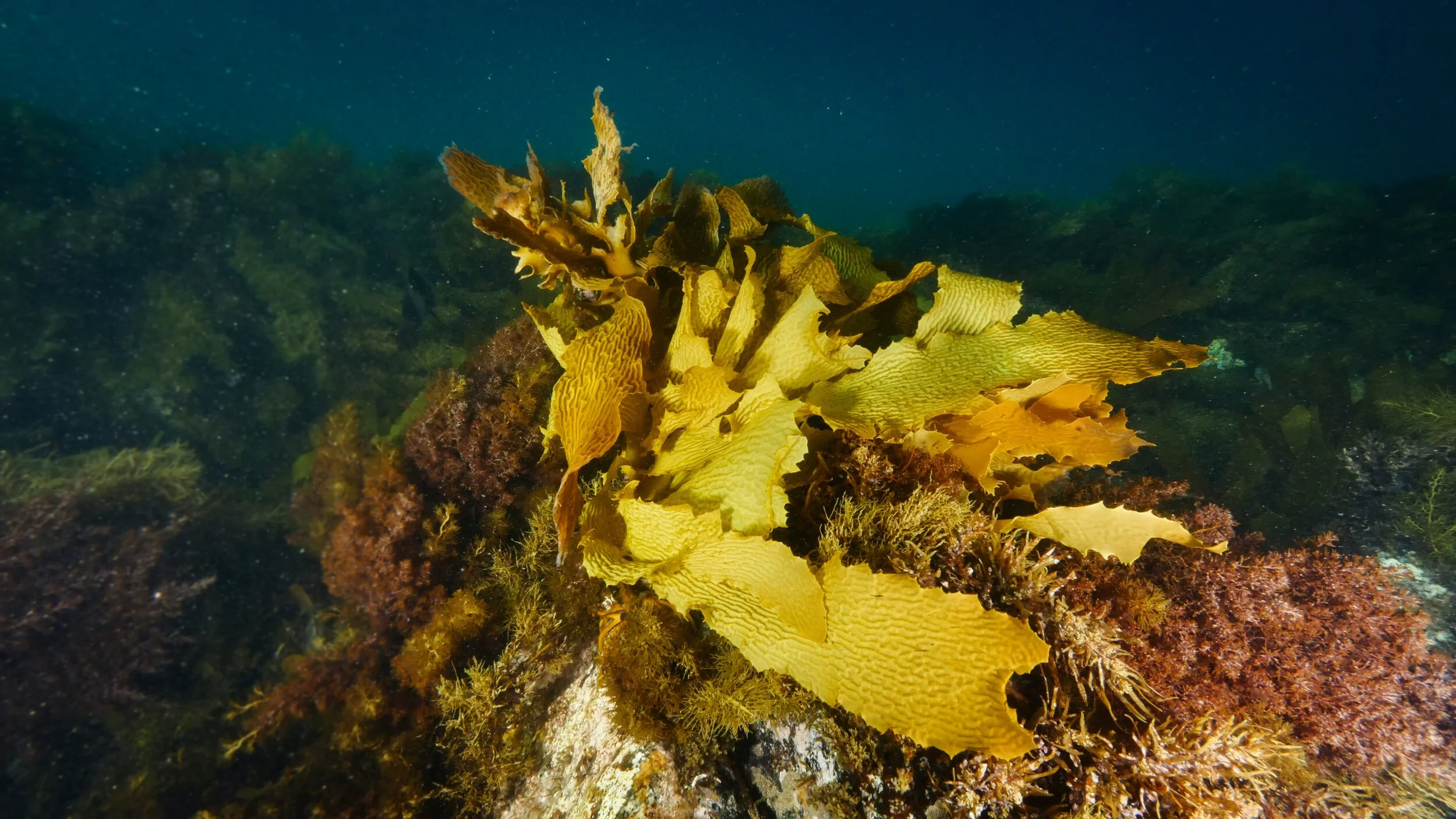 Seaweed Coral Reef