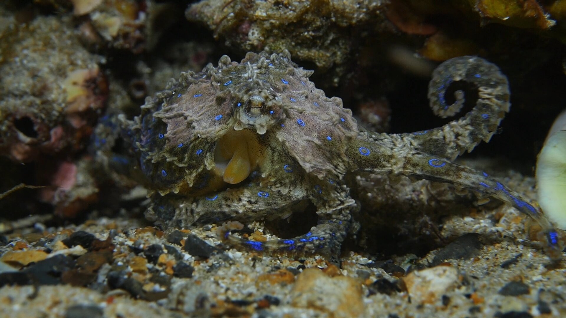 Blue Ringed Octopus | Great Southern Reef