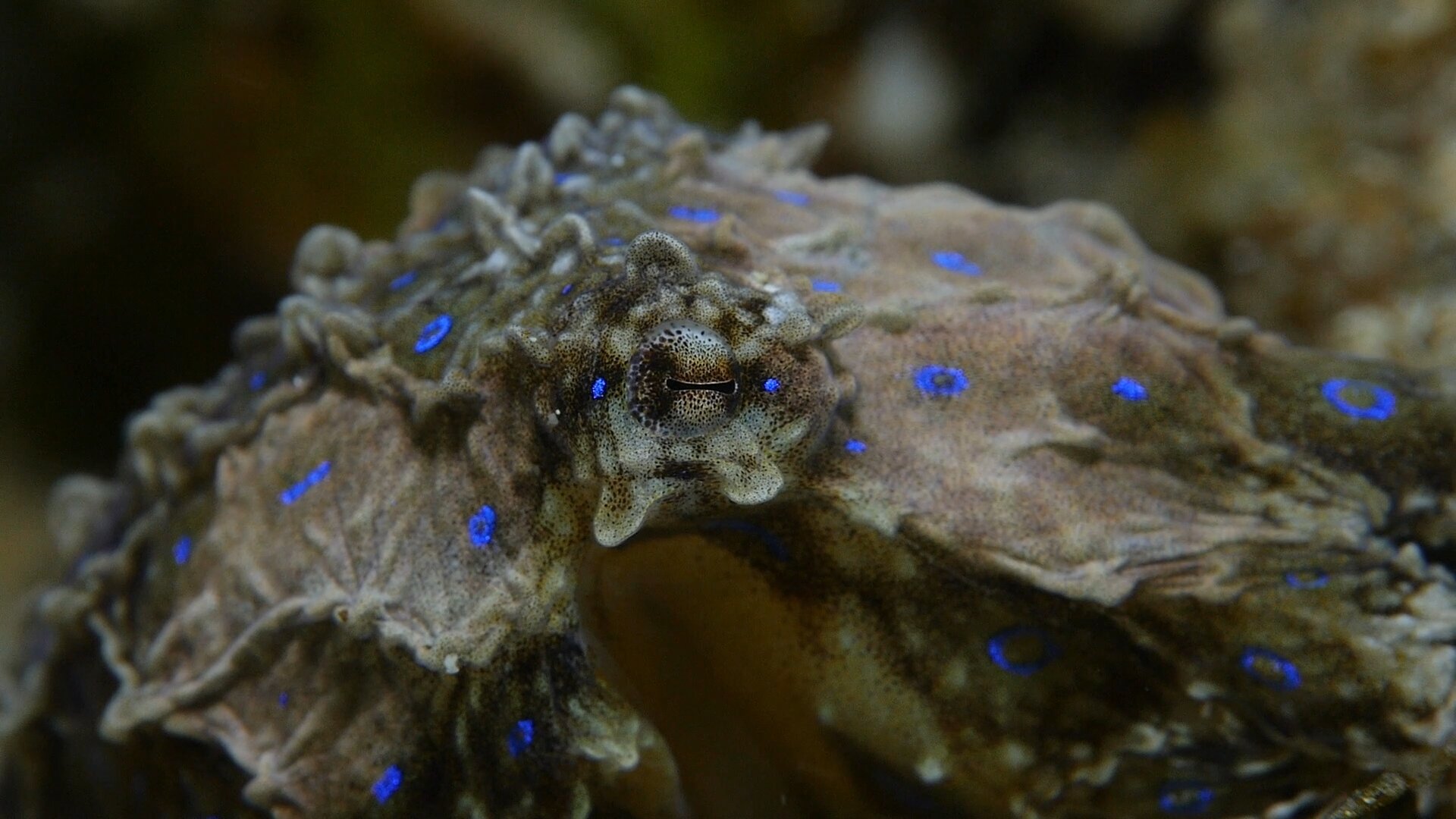 darwinsreef1a / Blue-ringed Octopus