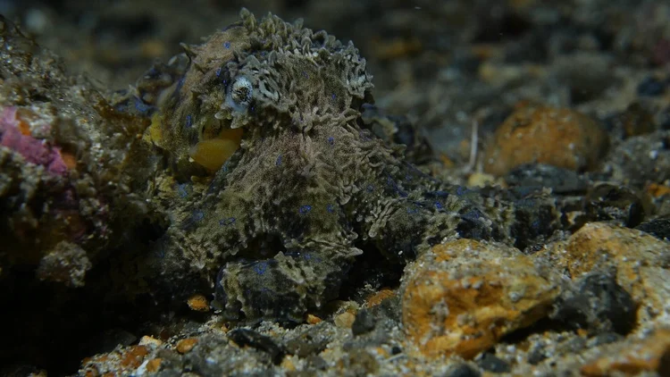 Blue Ringed Octopus | Great Southern Reef