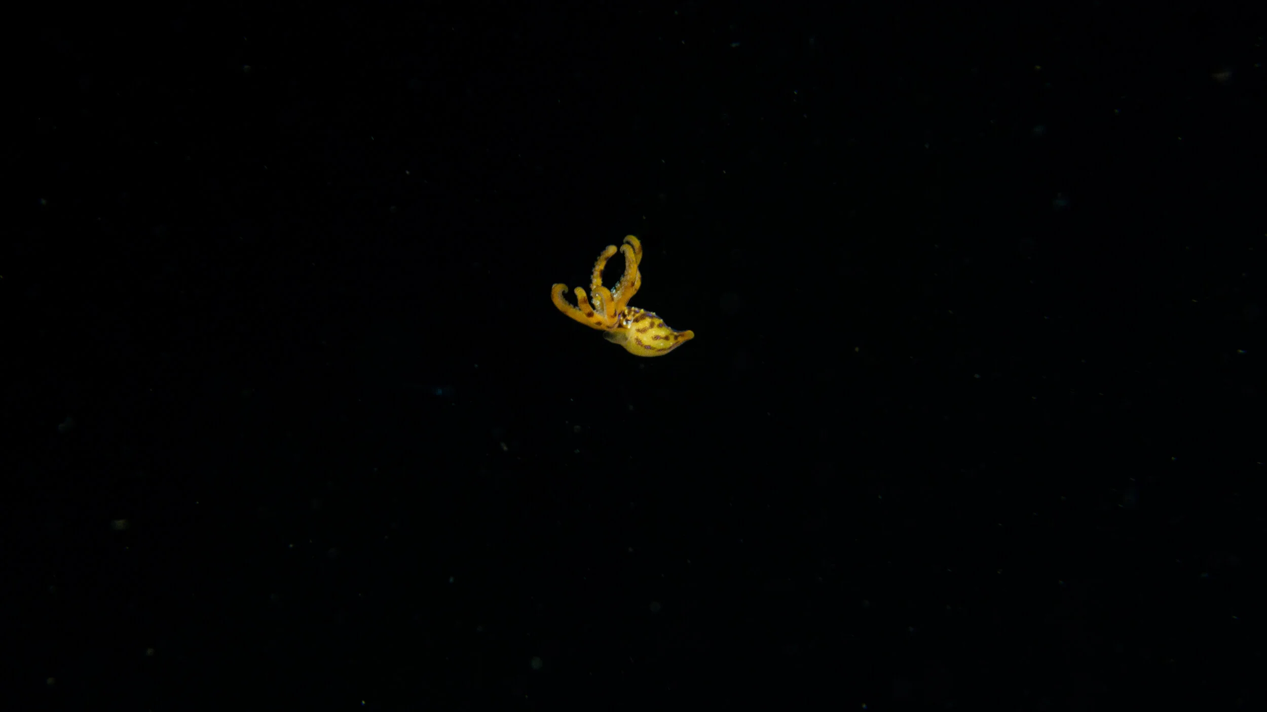 Blue Ringed Octopus | Great Southern Reef