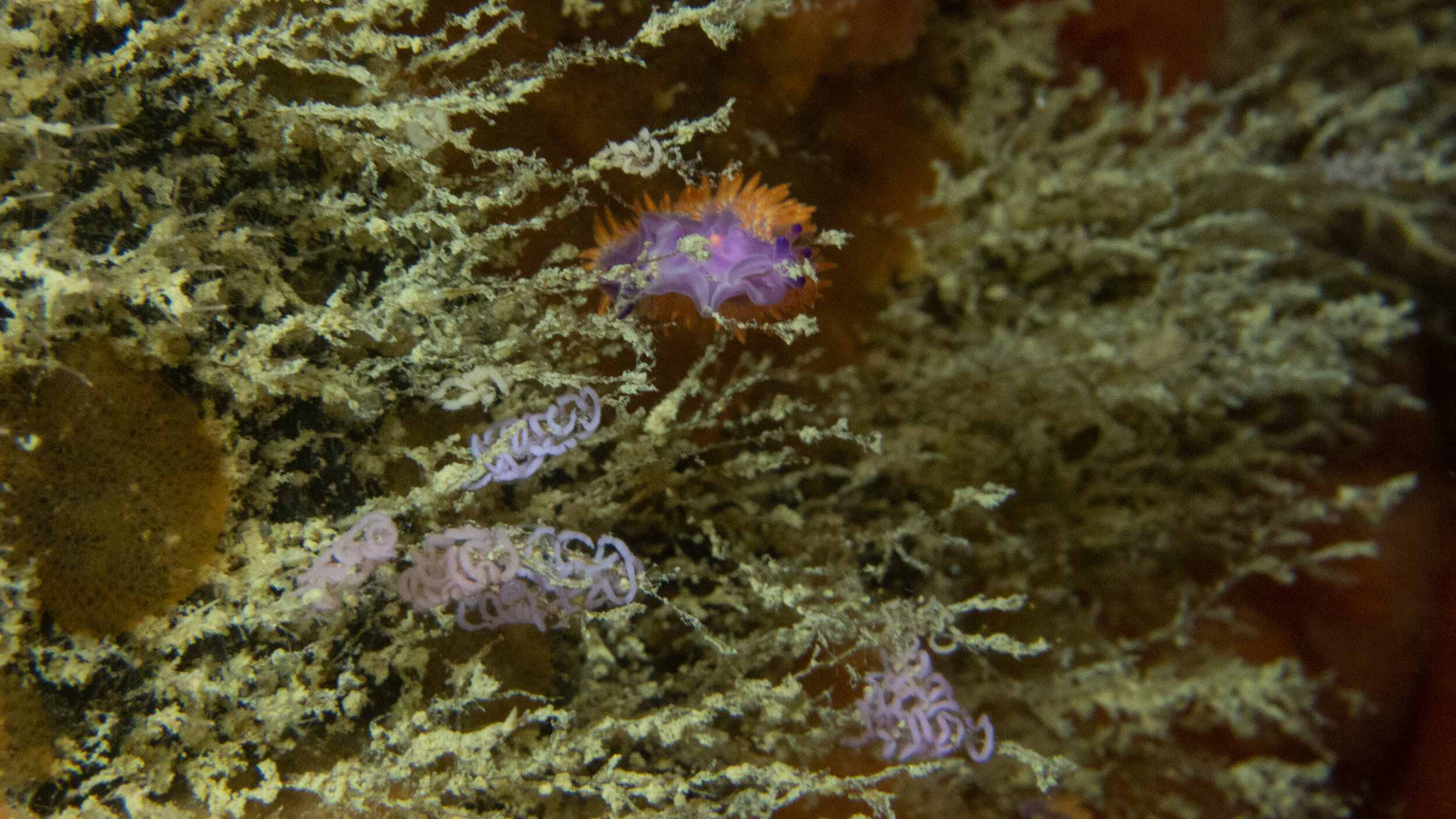 Nudibranch | Great Southern Reef
