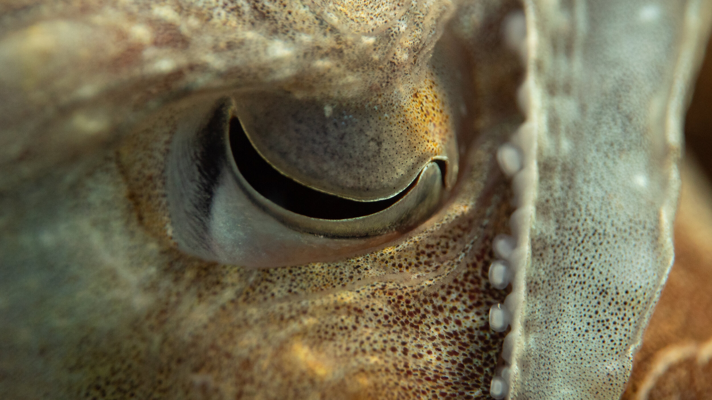 Giant Australian Cuttlefish Great Southern Reef