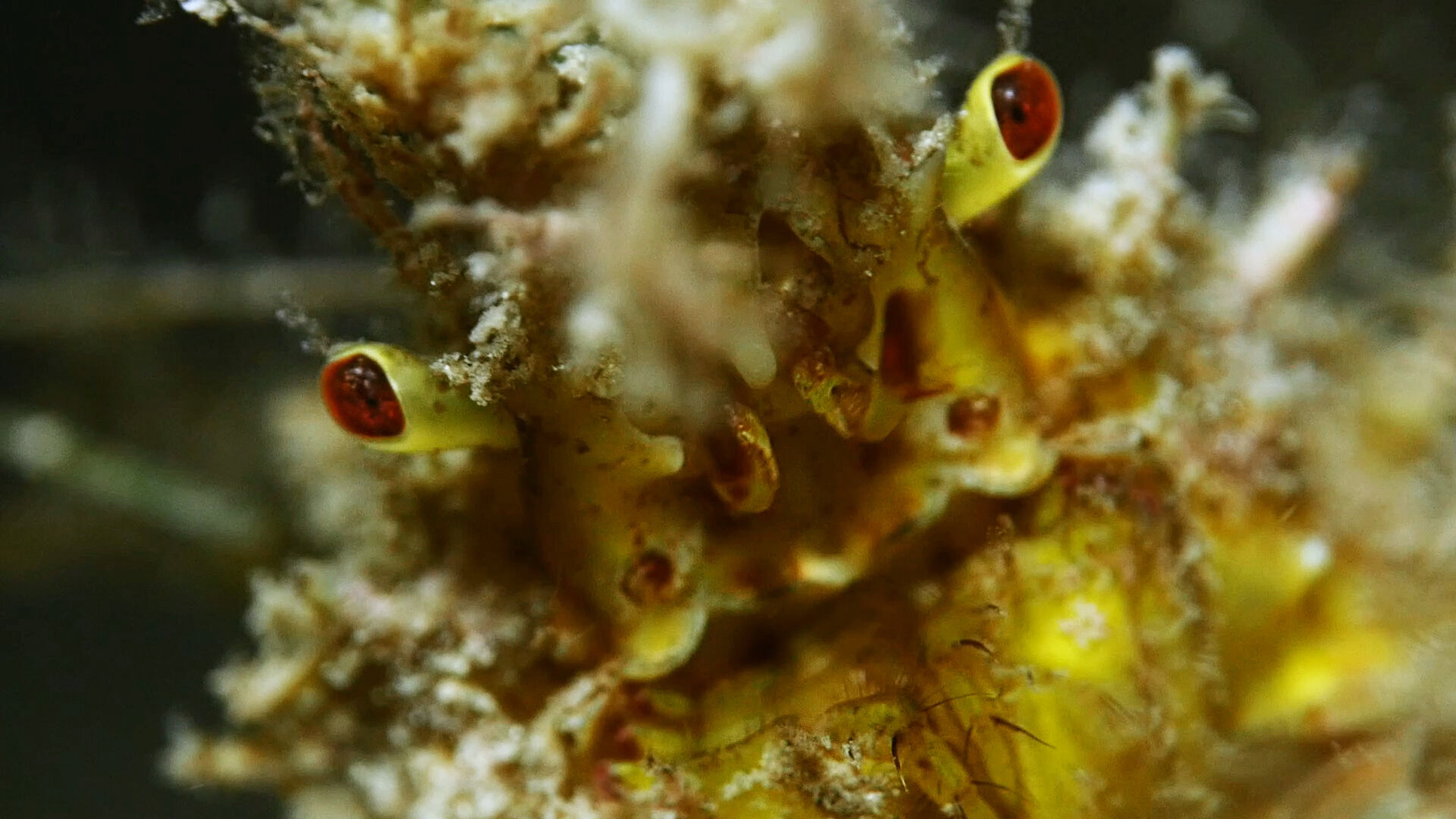 Golden Decorator Crab | Great Southern Reef