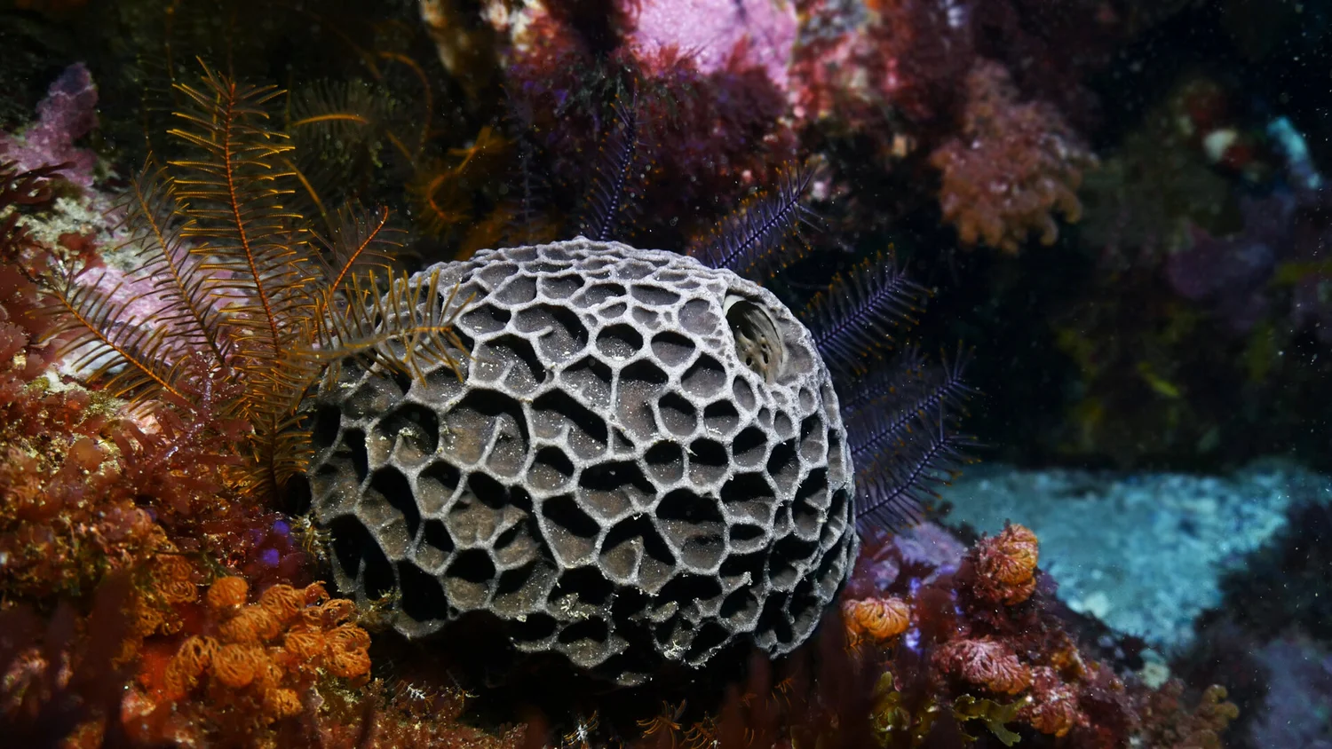 sponges great southern reef