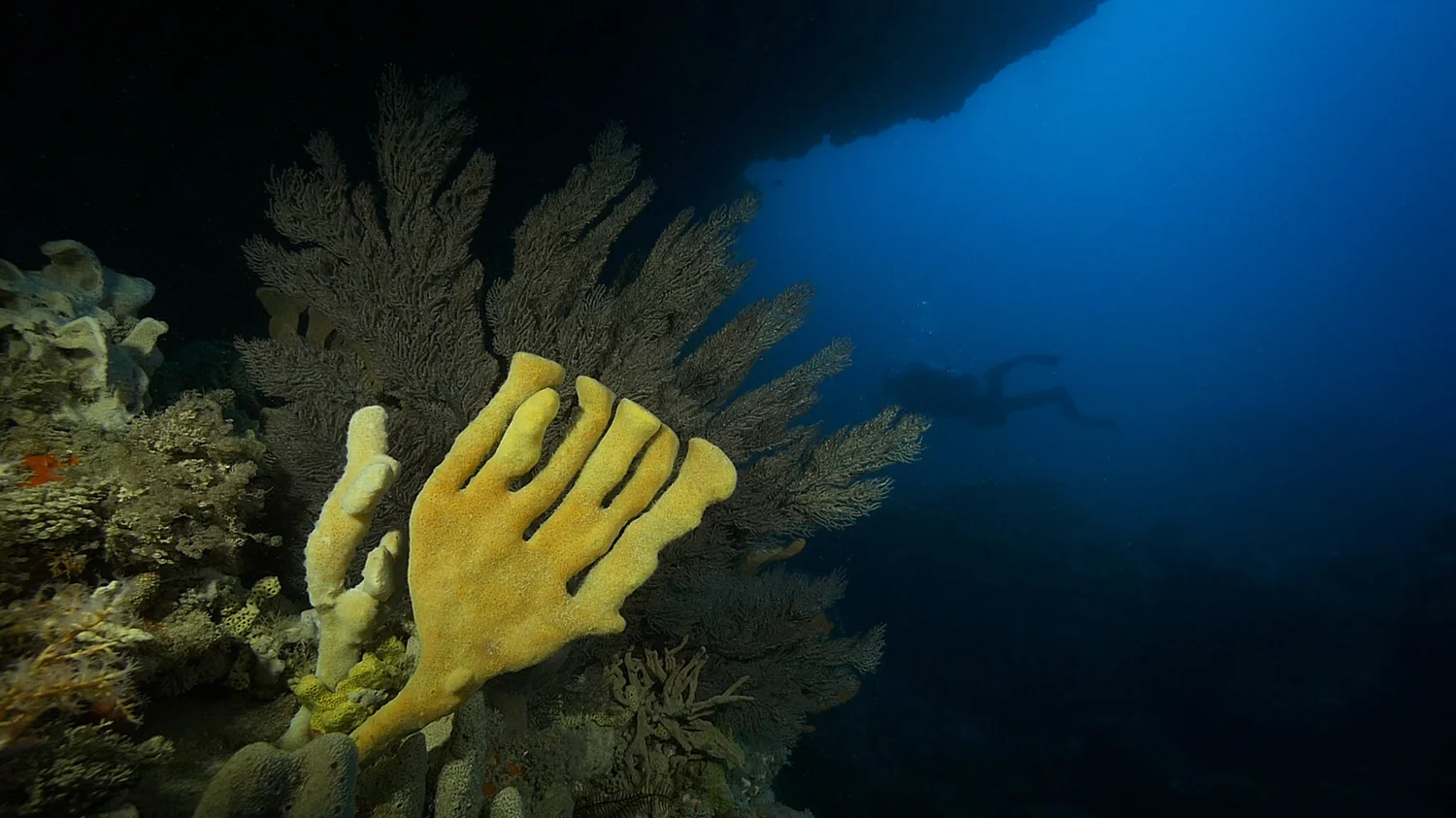 sponges great southern reef