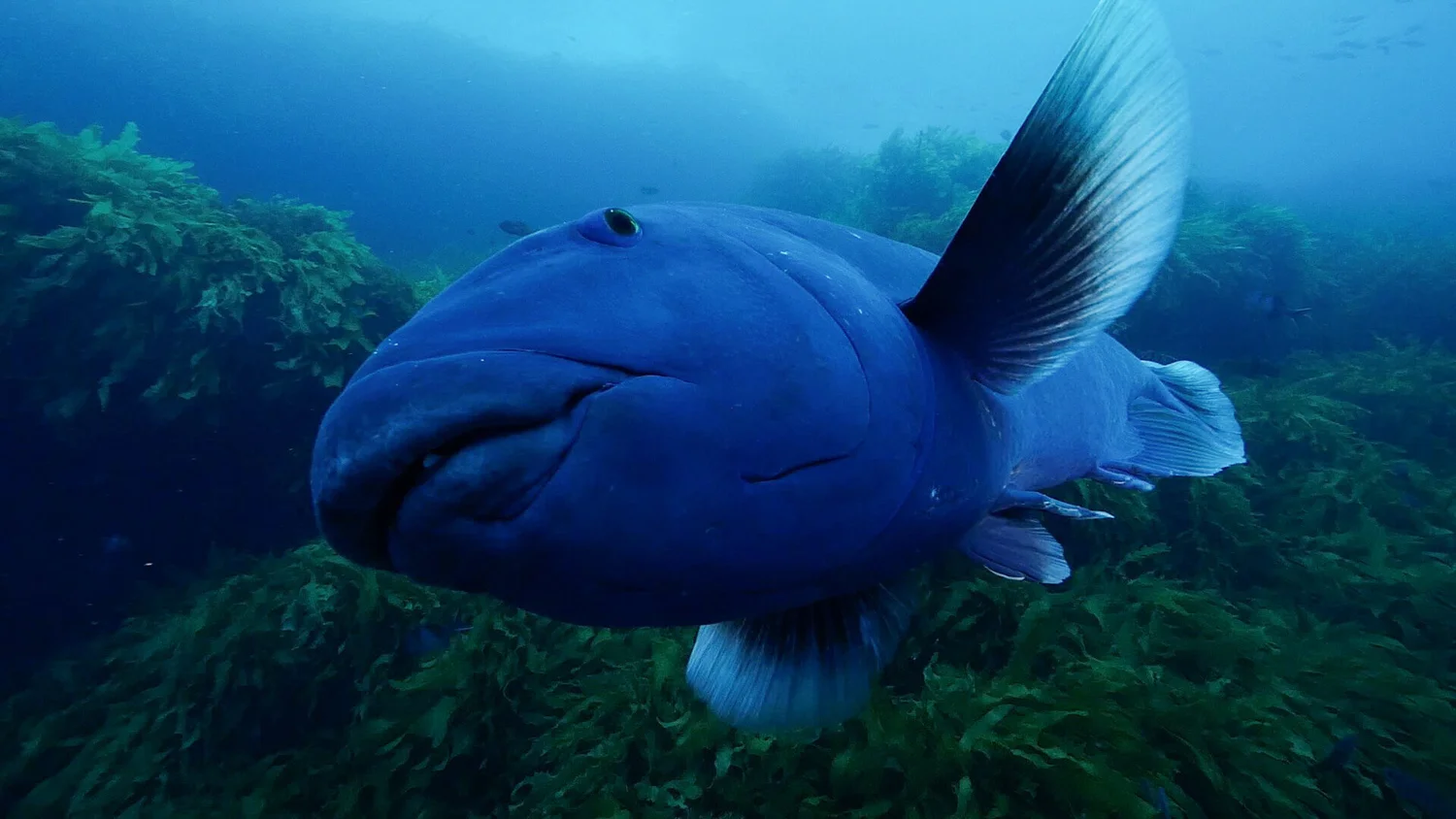 Western Blue Groper Great Southern Reef