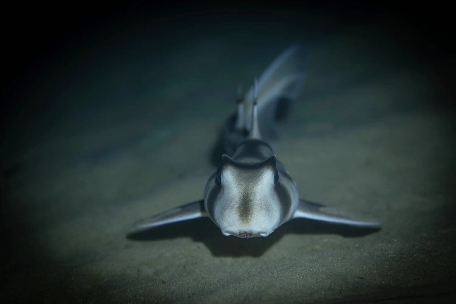 Food Webs | Great Southern Reef