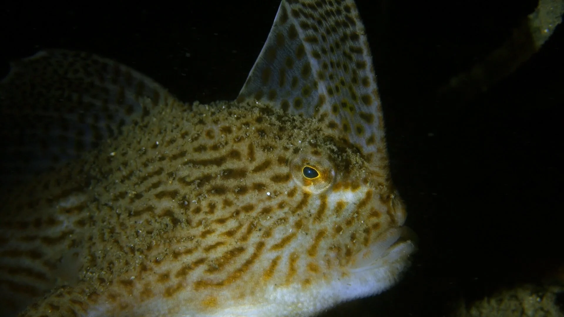 Spotted Handfish | Great Southern Reef