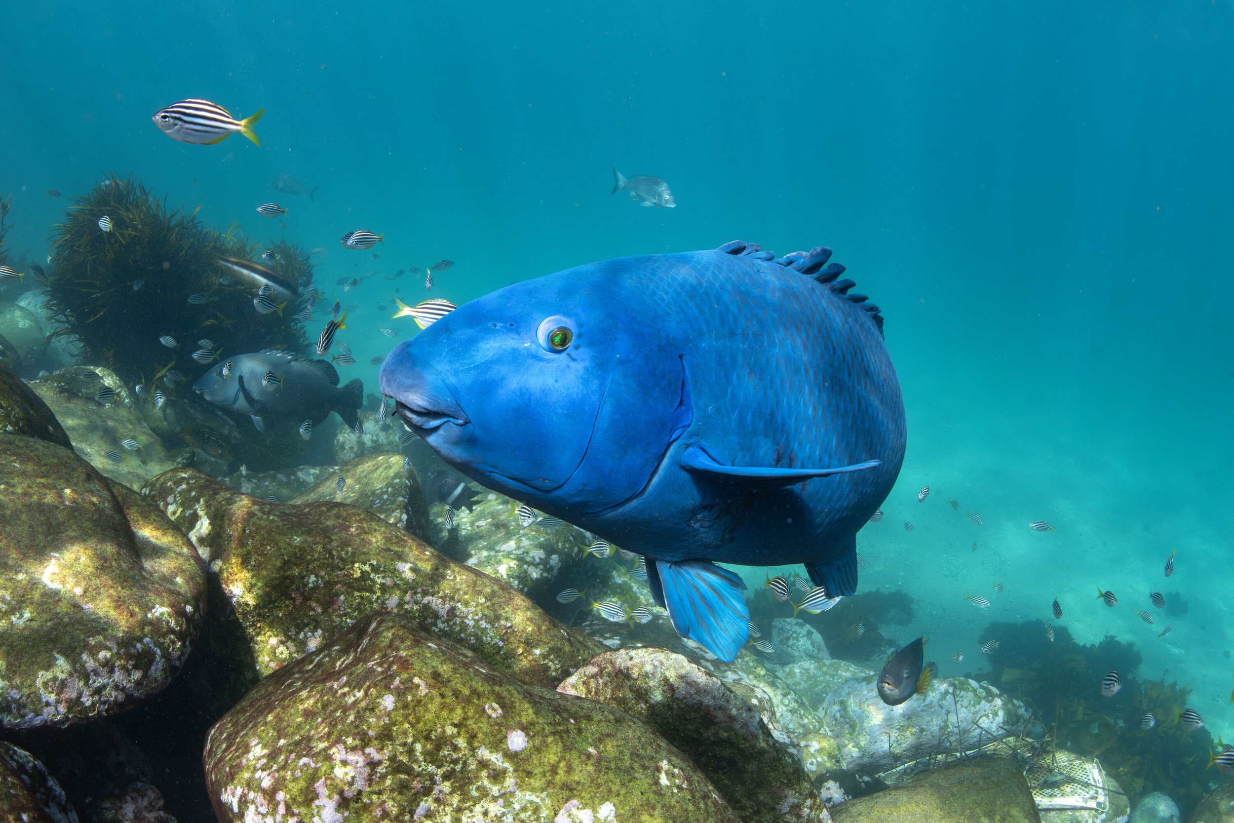 BlueGroper_ShellyBeach_NSW_GergoRugli 3-large.jpg