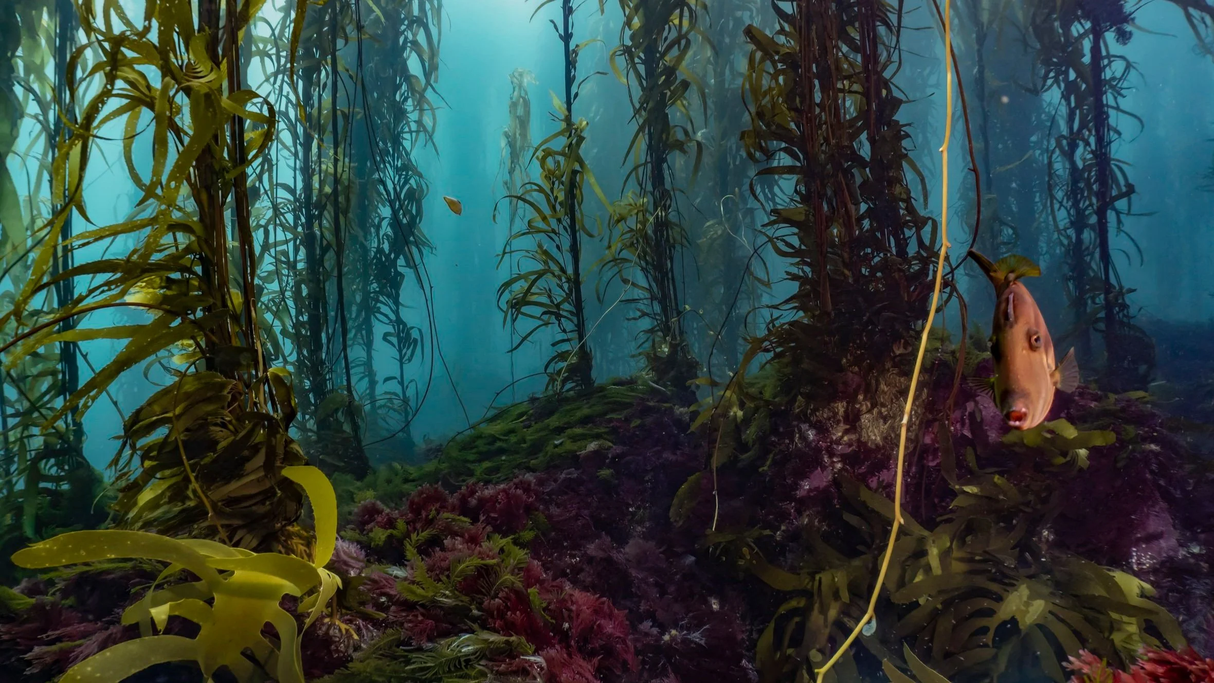Giant Kelp Forest.jpg