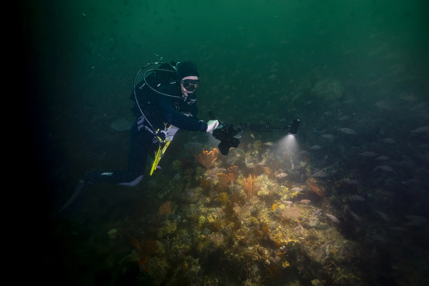 Squidle+, AI and Reef Monitoring | Great Southern Reef