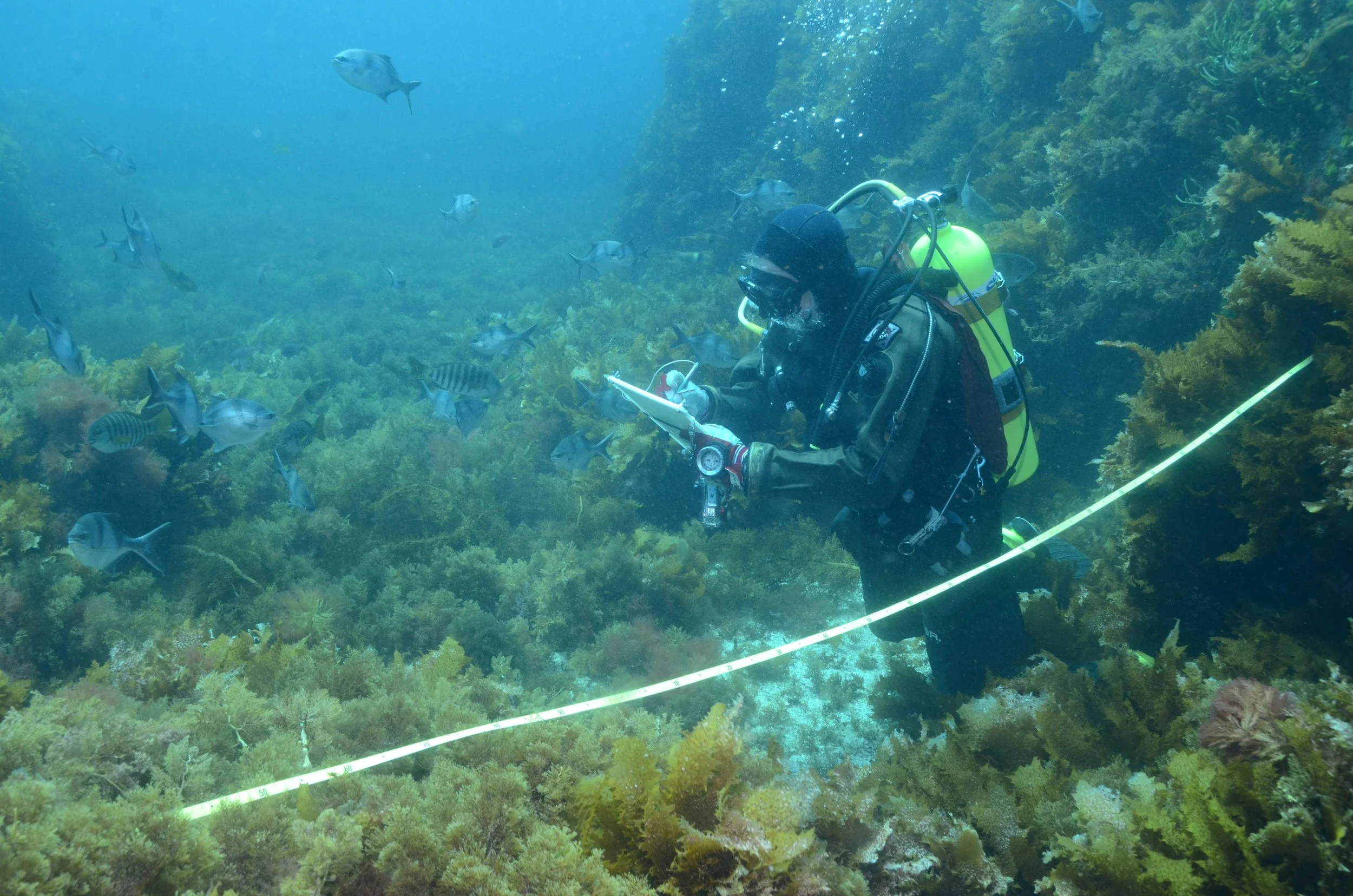 Reef Life Survey | Great Southern Reef