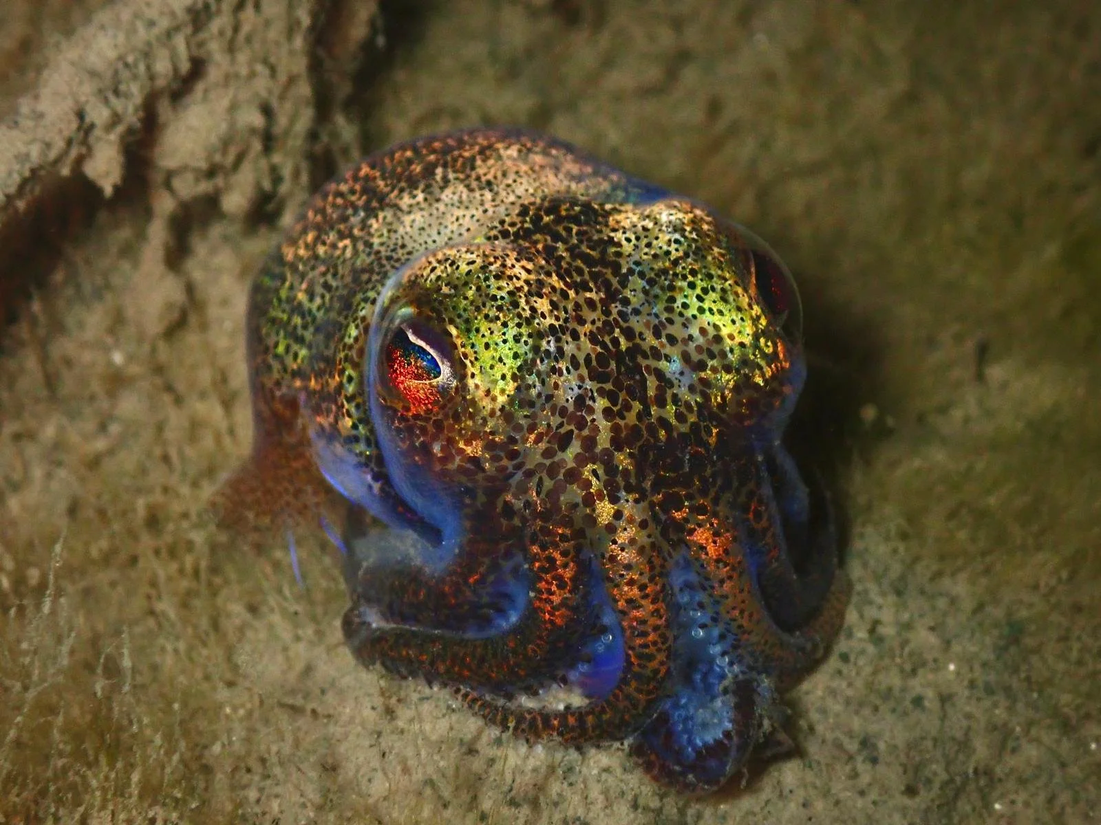 WhatsApp Image 2025-12-09 at 11.46.24_d5aeab22.jpg