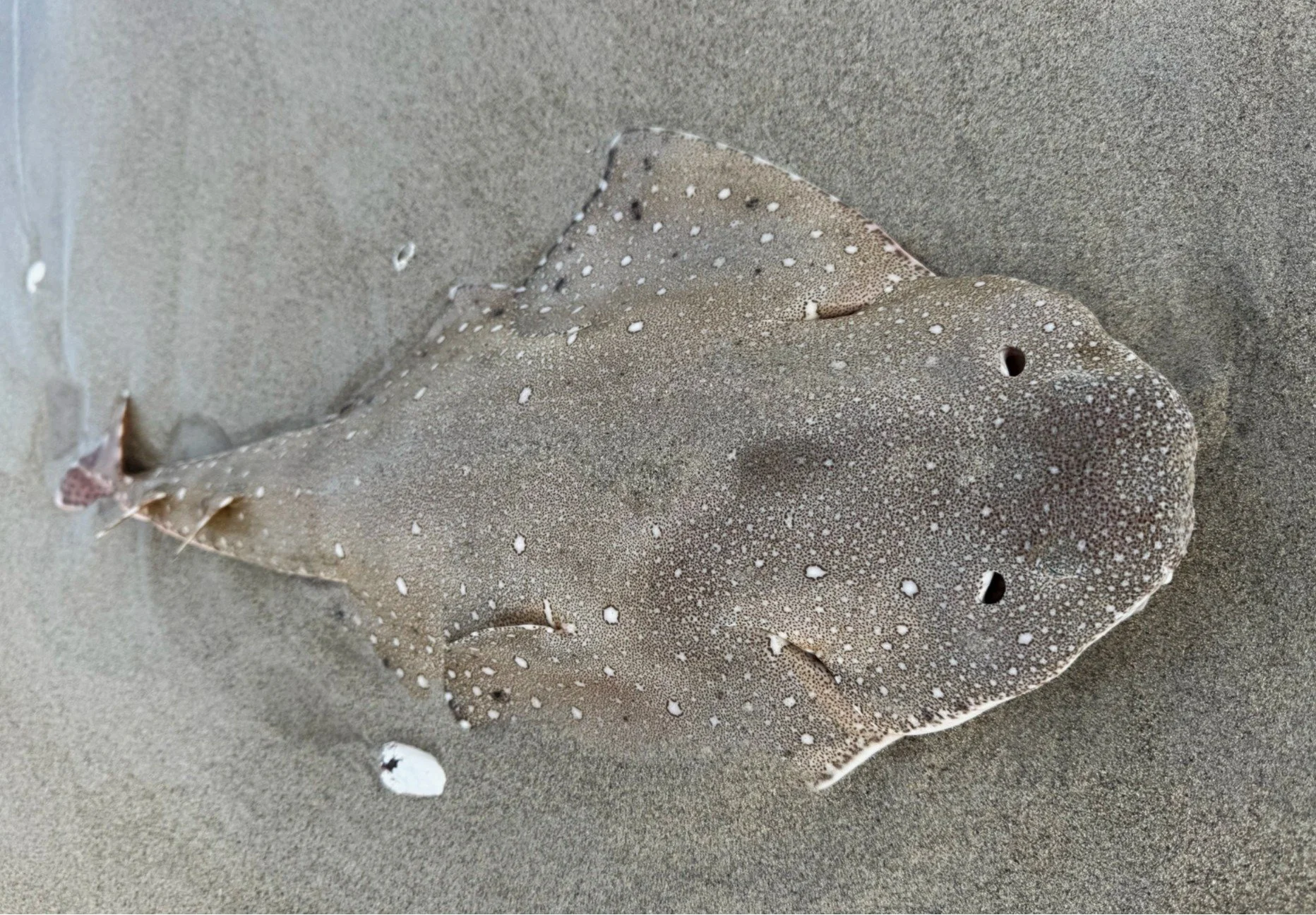 Aust Angel shark by Melissa Allery (2).JPG