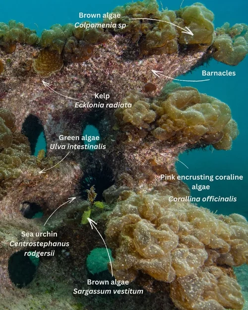 After: marine growth on the reef structure, with the original species annotations visible.