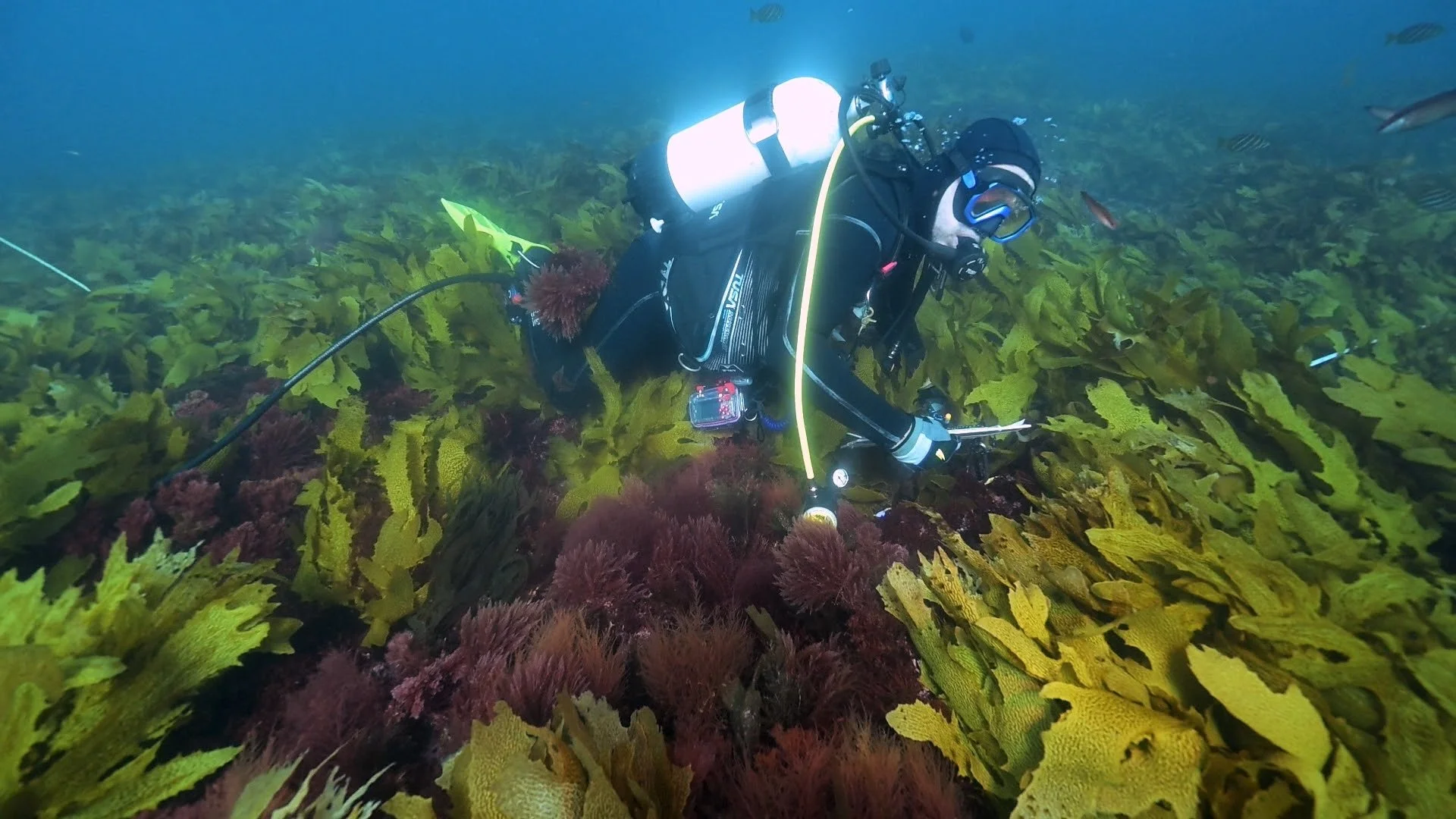 December 2024 | Great Southern Reef