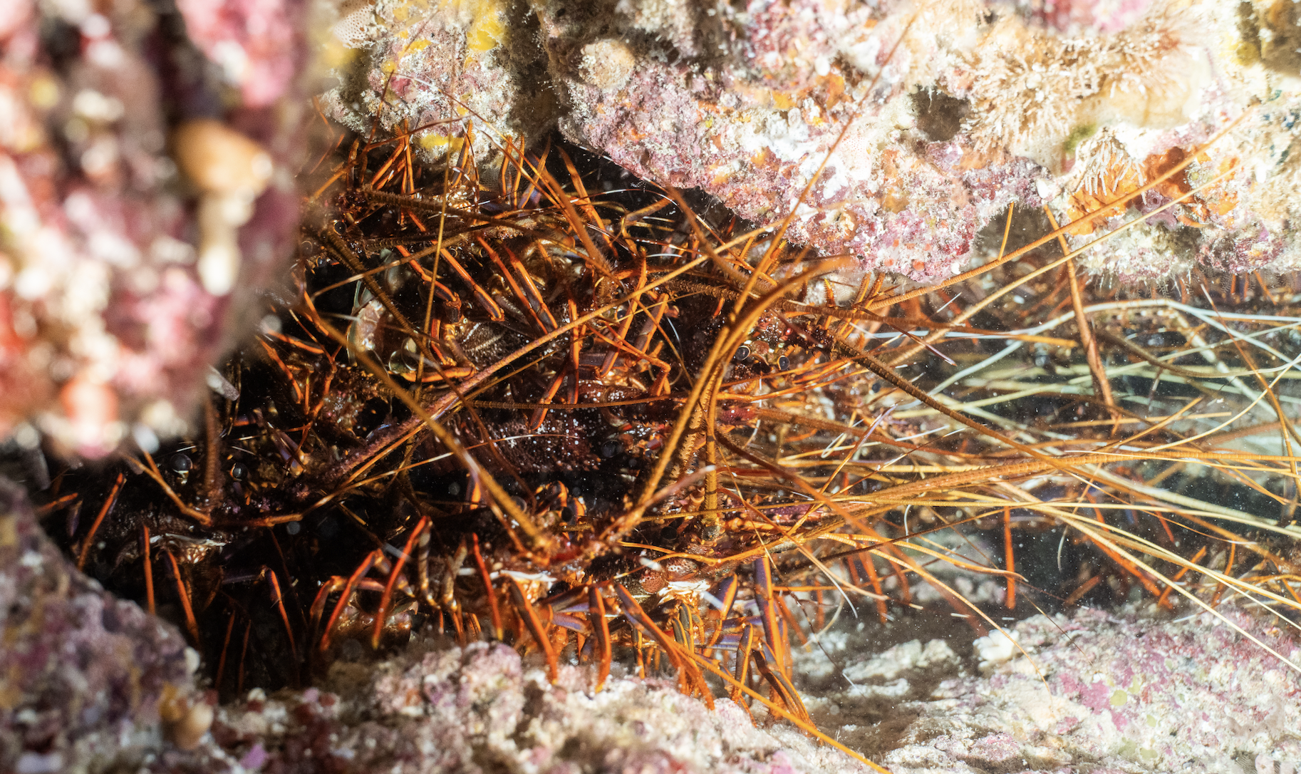 Screenshot 2025-12-04 at 11.42.17 am.png