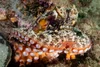 GLOOMY OCTOPUS (Octopus tetricus) | Great Southern Reef
