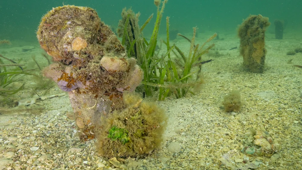 Where Do Razorfish Hide Razorfish reefs: a ceramic solution to restore native oysters on ...