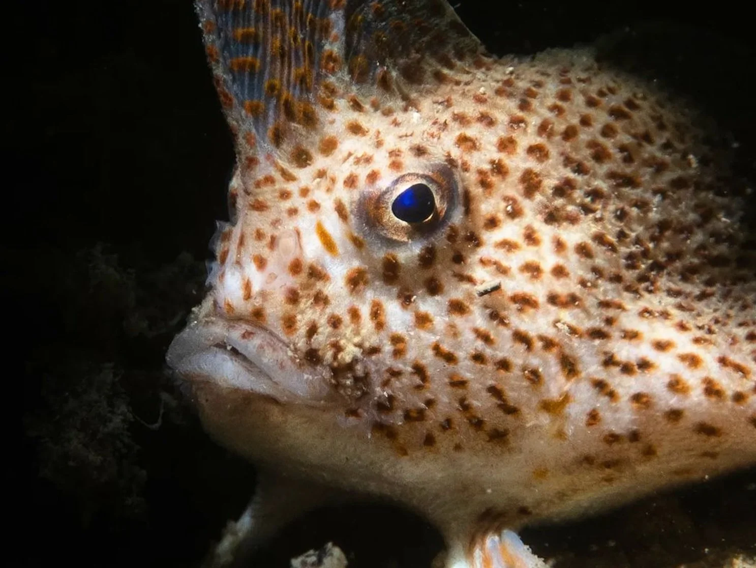 Screen Shot 2022-11-30 at 9.23.18 am.jpg