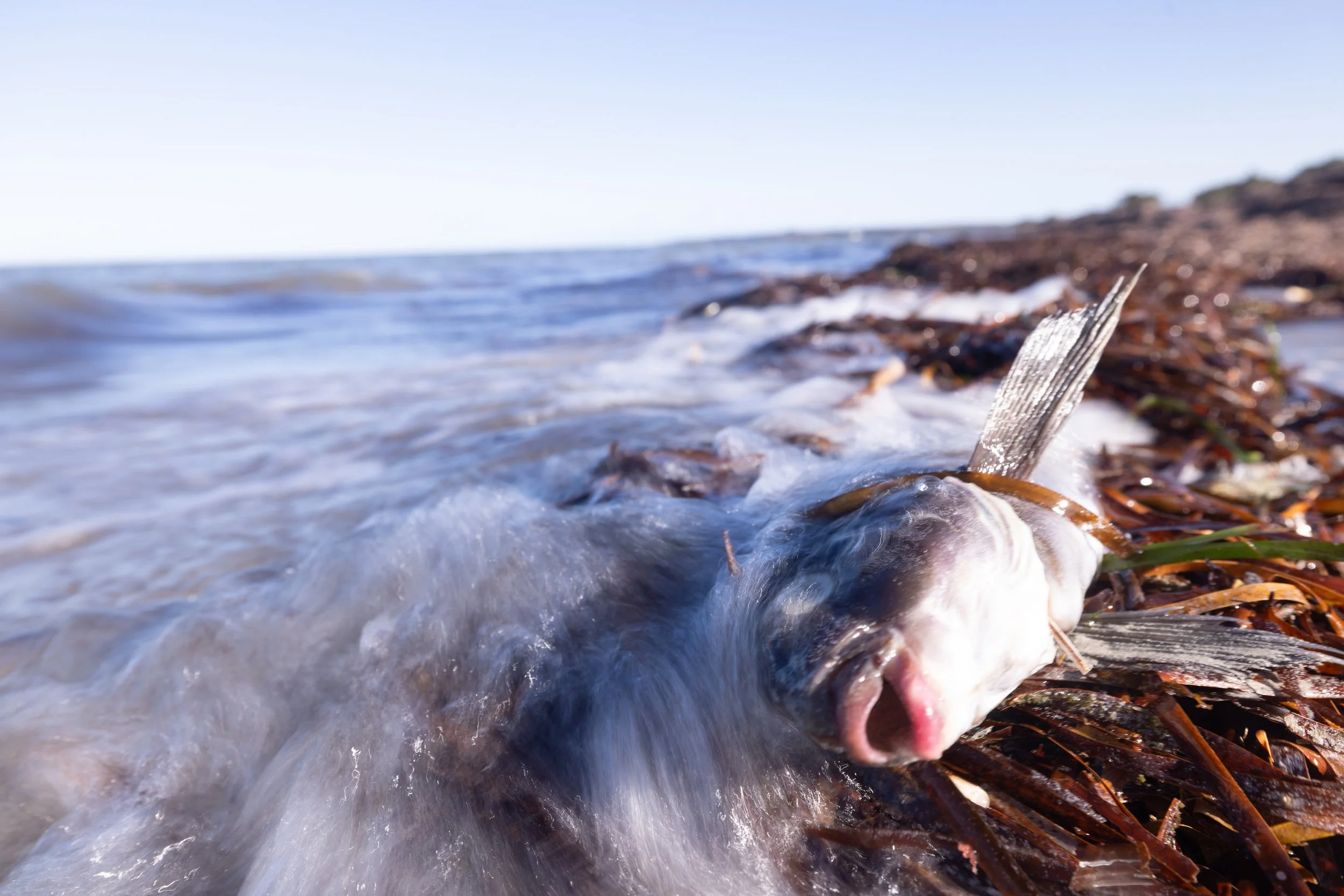 Algae Bloom Marine Life Washups Stefan Andrews_-13.jpg