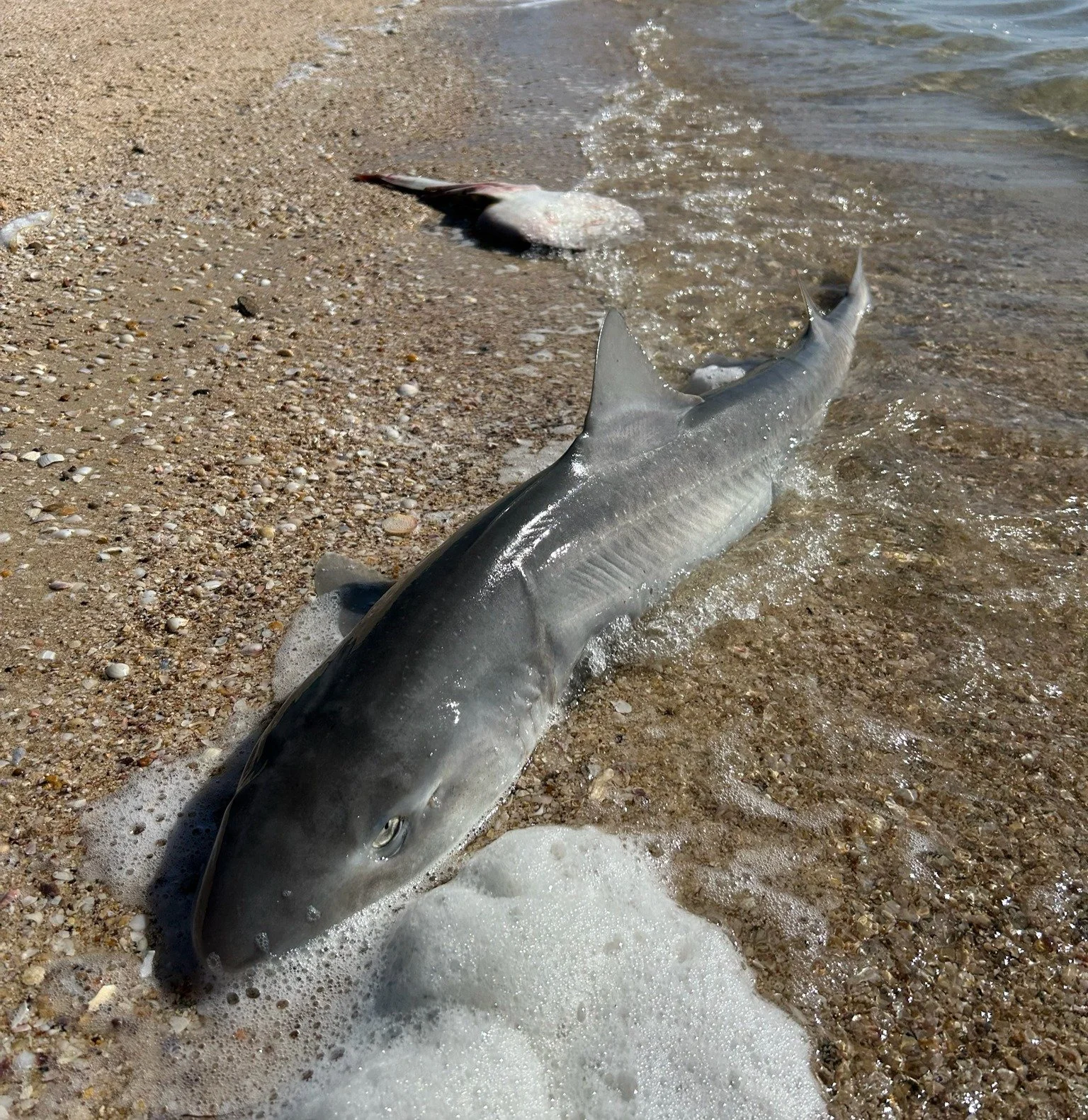 gummy shark - cropped - by gavin mathews.JPG
