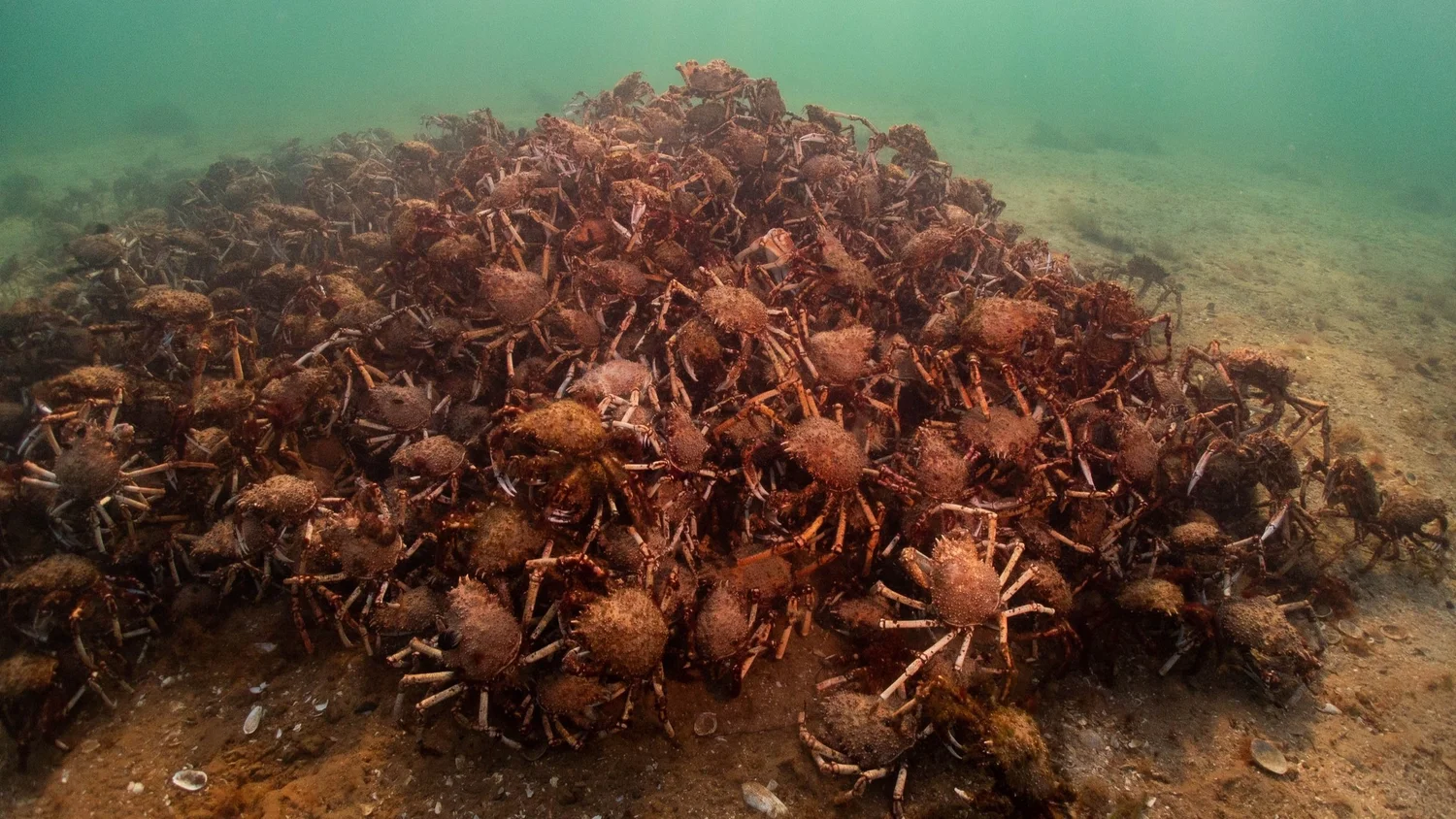 Spider Crab | Great Southern Reef