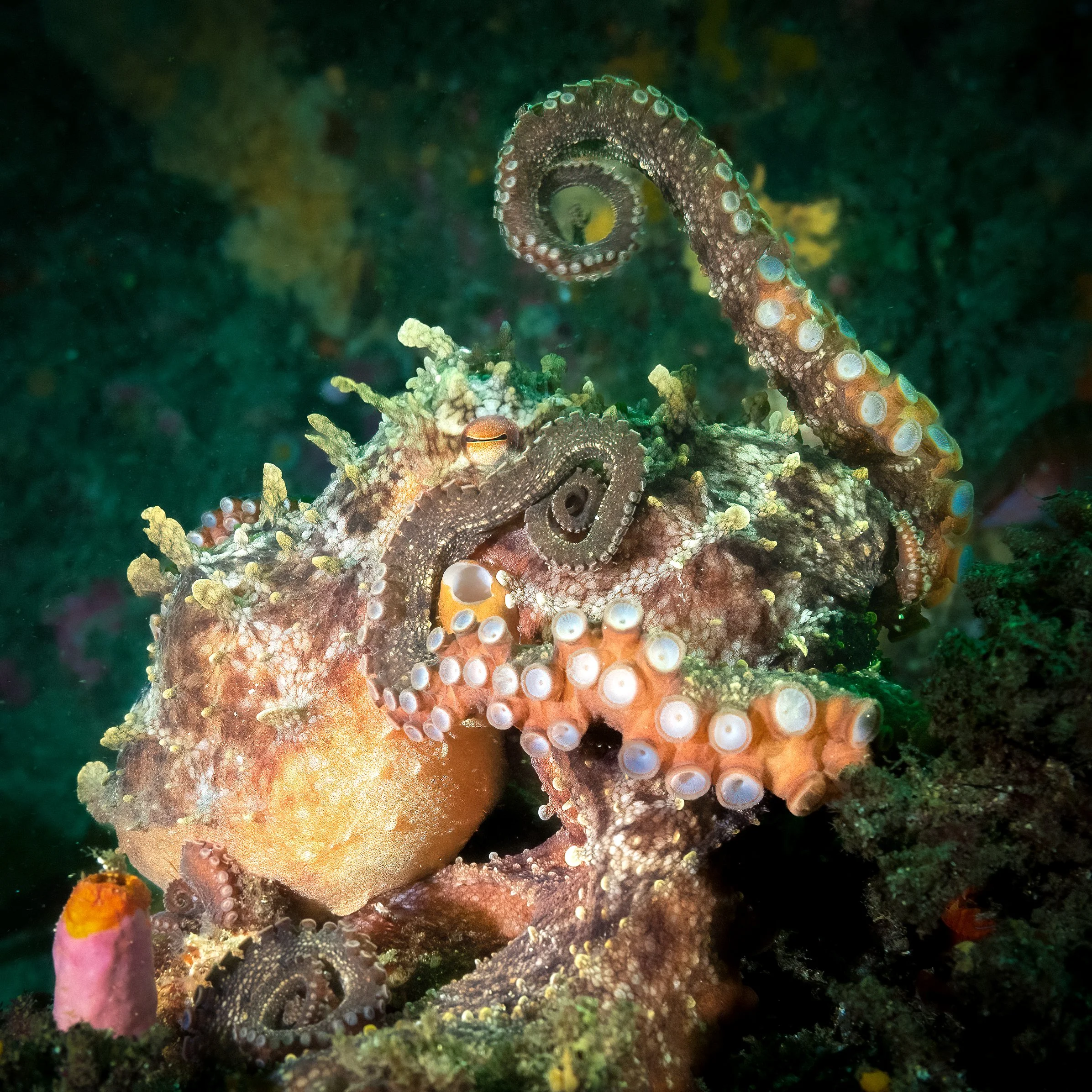 Southern Octopus GLOOMY OCTOPUS (Octopus tetricus) | Great Southern Reef