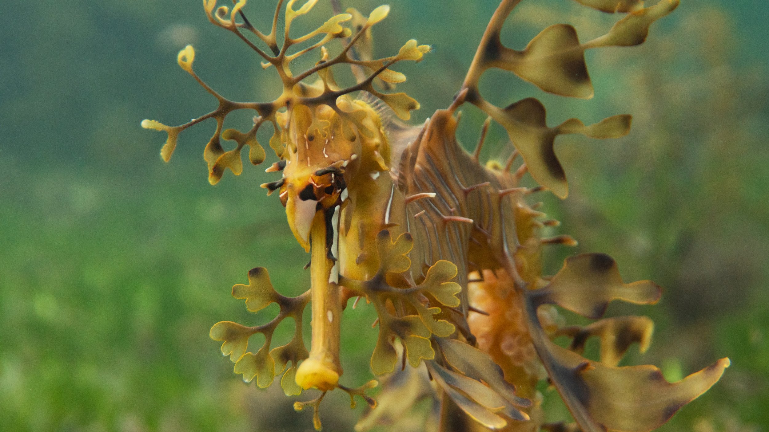 LeafySeadragon_2_SA_StefanAndrews.jpg