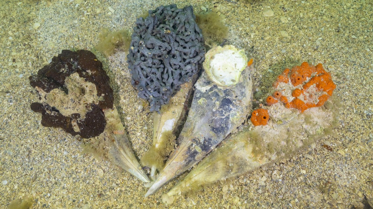 Razor Fish Injuries Razorfish reefs: a ceramic solution to restore native oysters on ...
