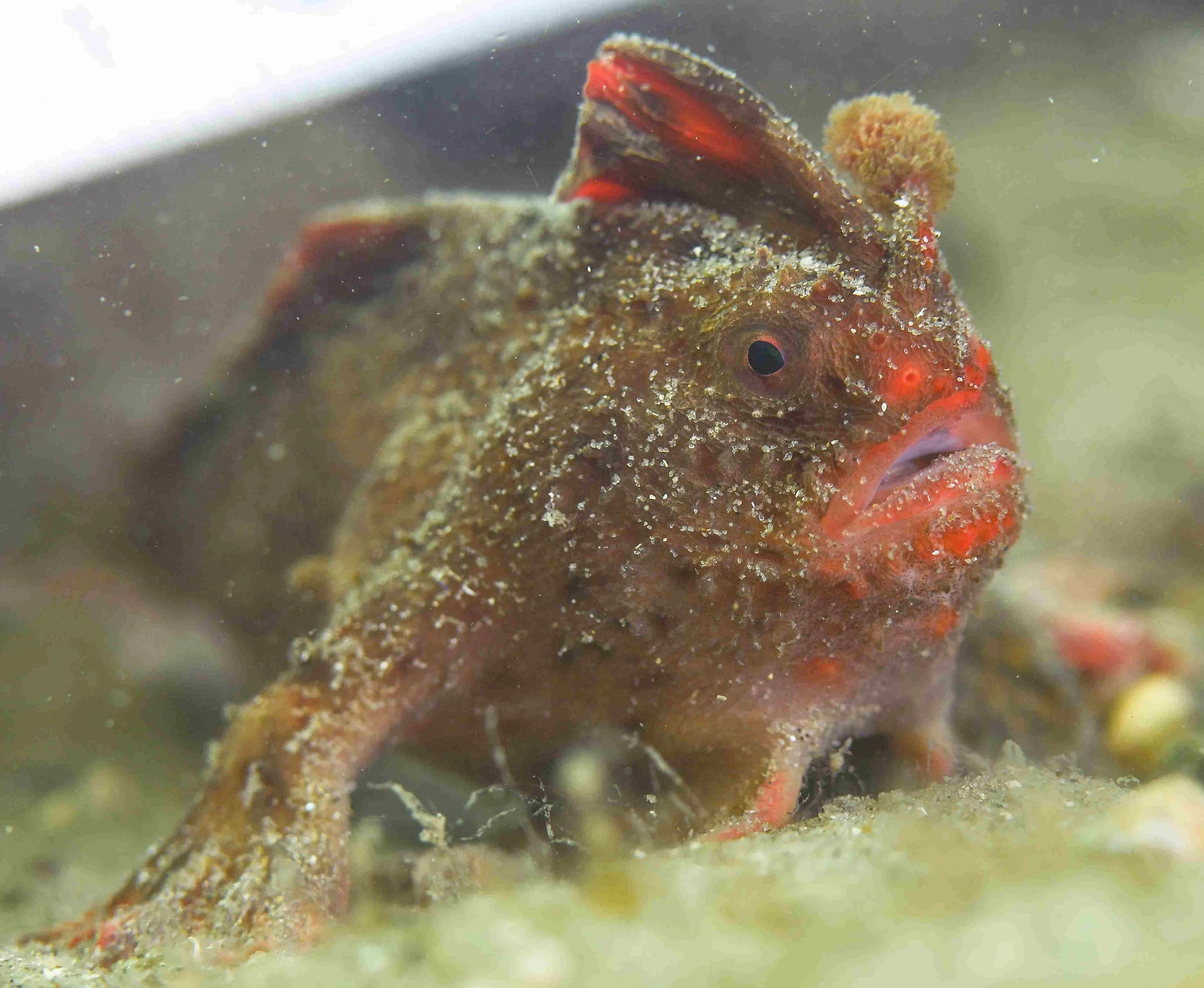 Red Handfish Study | Great Southern Reef