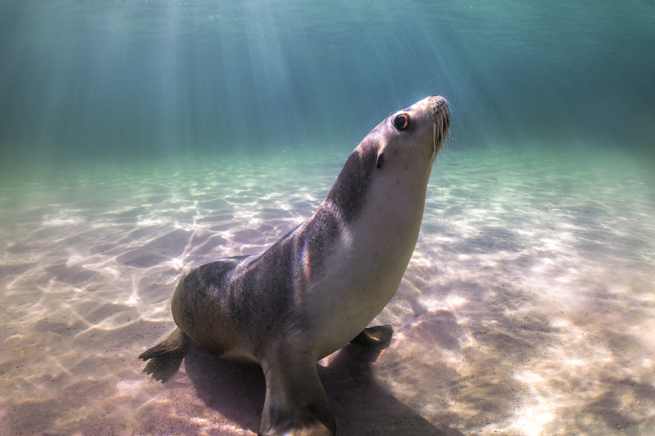 AustralianSeaLion_BairdBay_SA_GergoRugli 4.jpg