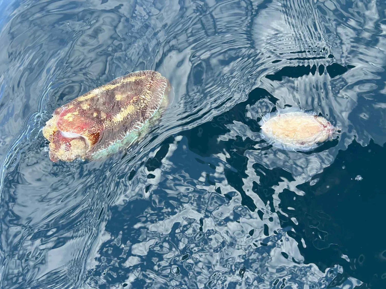 Still Blooming: Ongoing Marine Deaths from South Australia’s 2025 ...