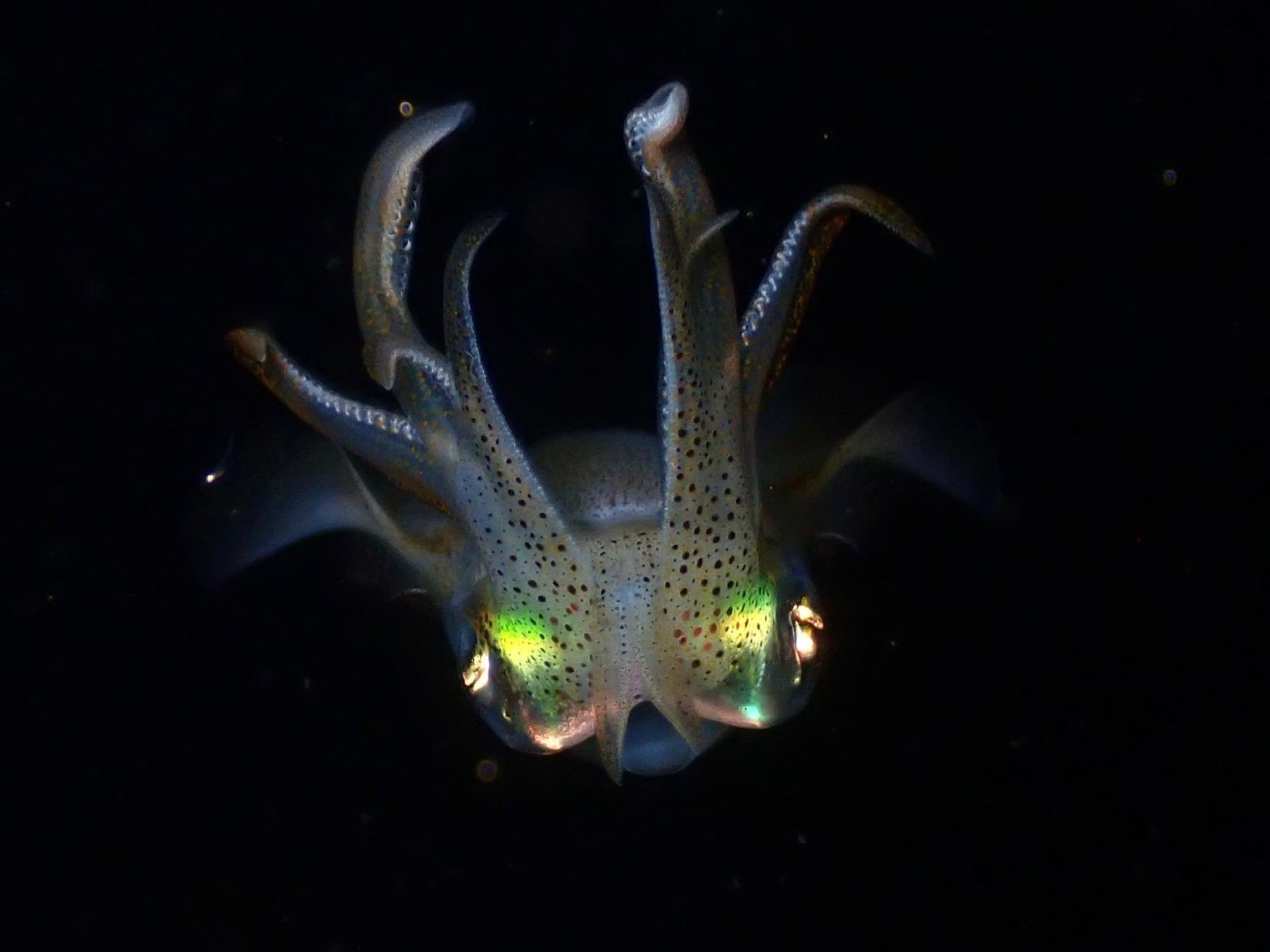 WhatsApp Image 2025-12-09 at 12.10.57_44352ae5.jpg