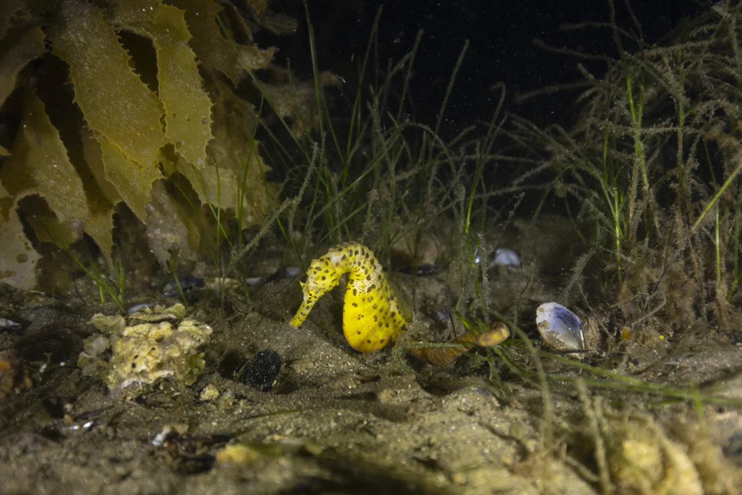 Big Bellied Seahorse | Great Southern Reef