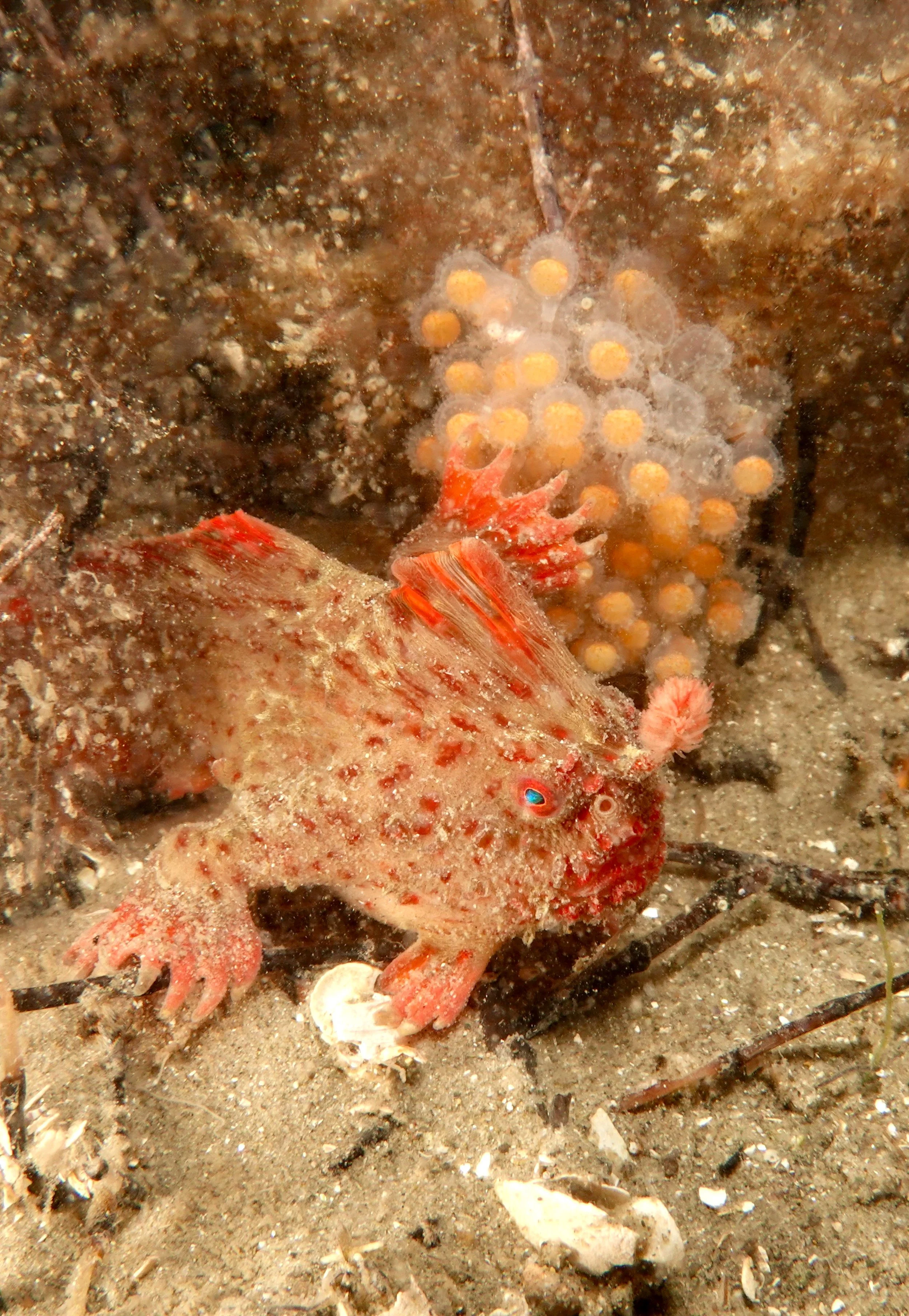 Red Handfish Study | Great Southern Reef