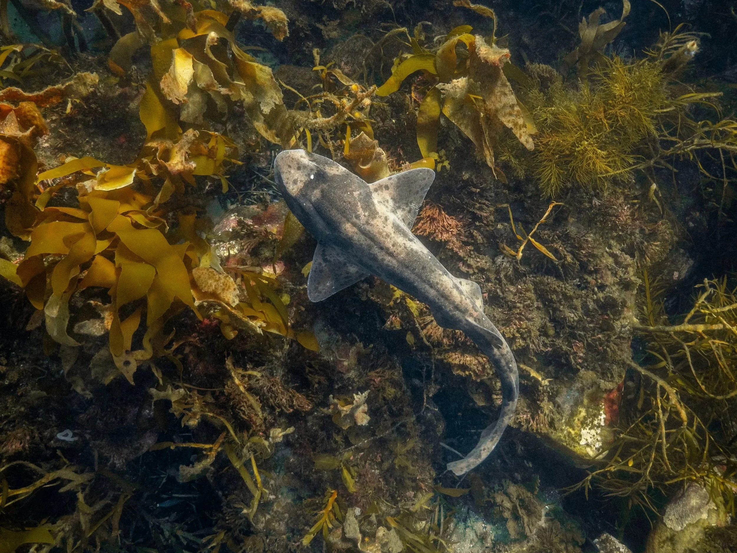 Draughtboard Shark (35).jpg