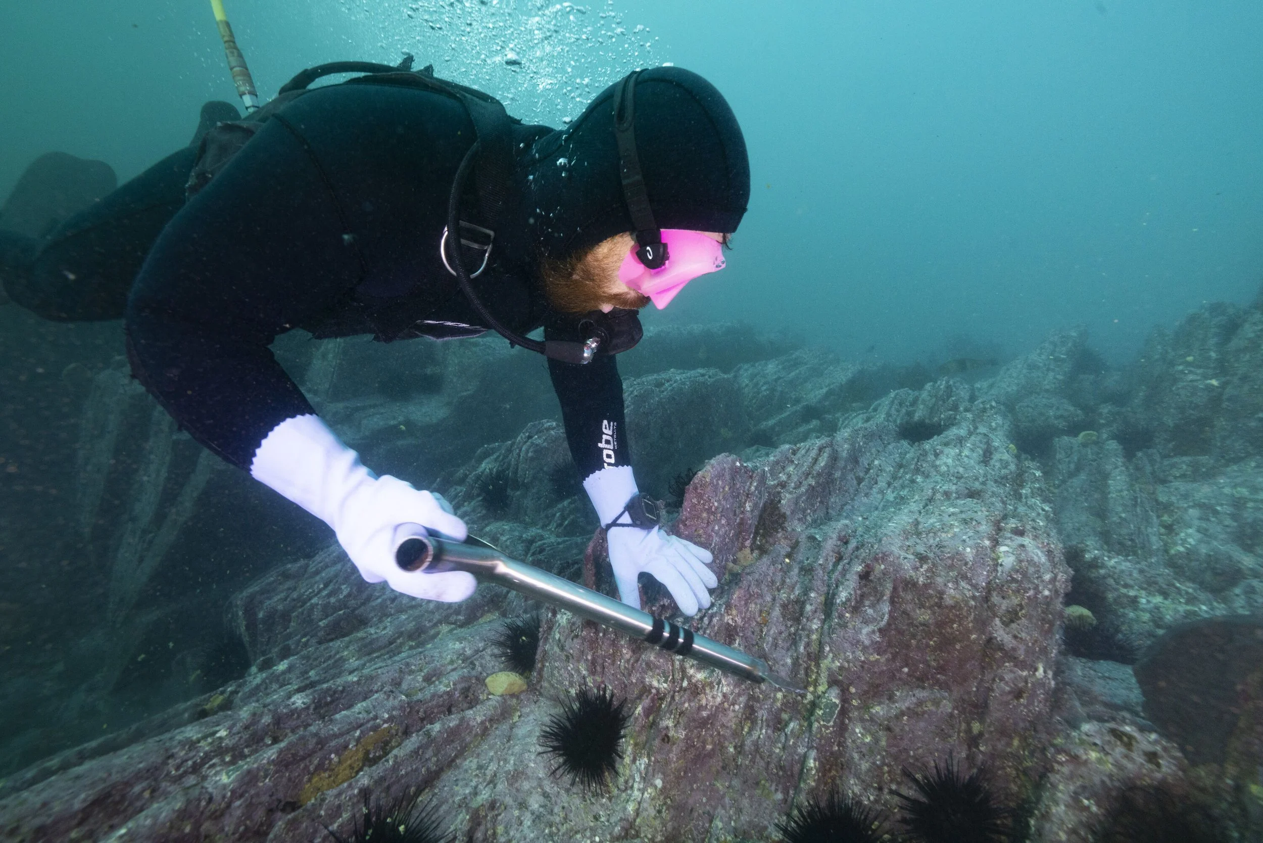 Urchin Diver Culling 5 Mallacoota VIC Stefan Andrews-large.jpg