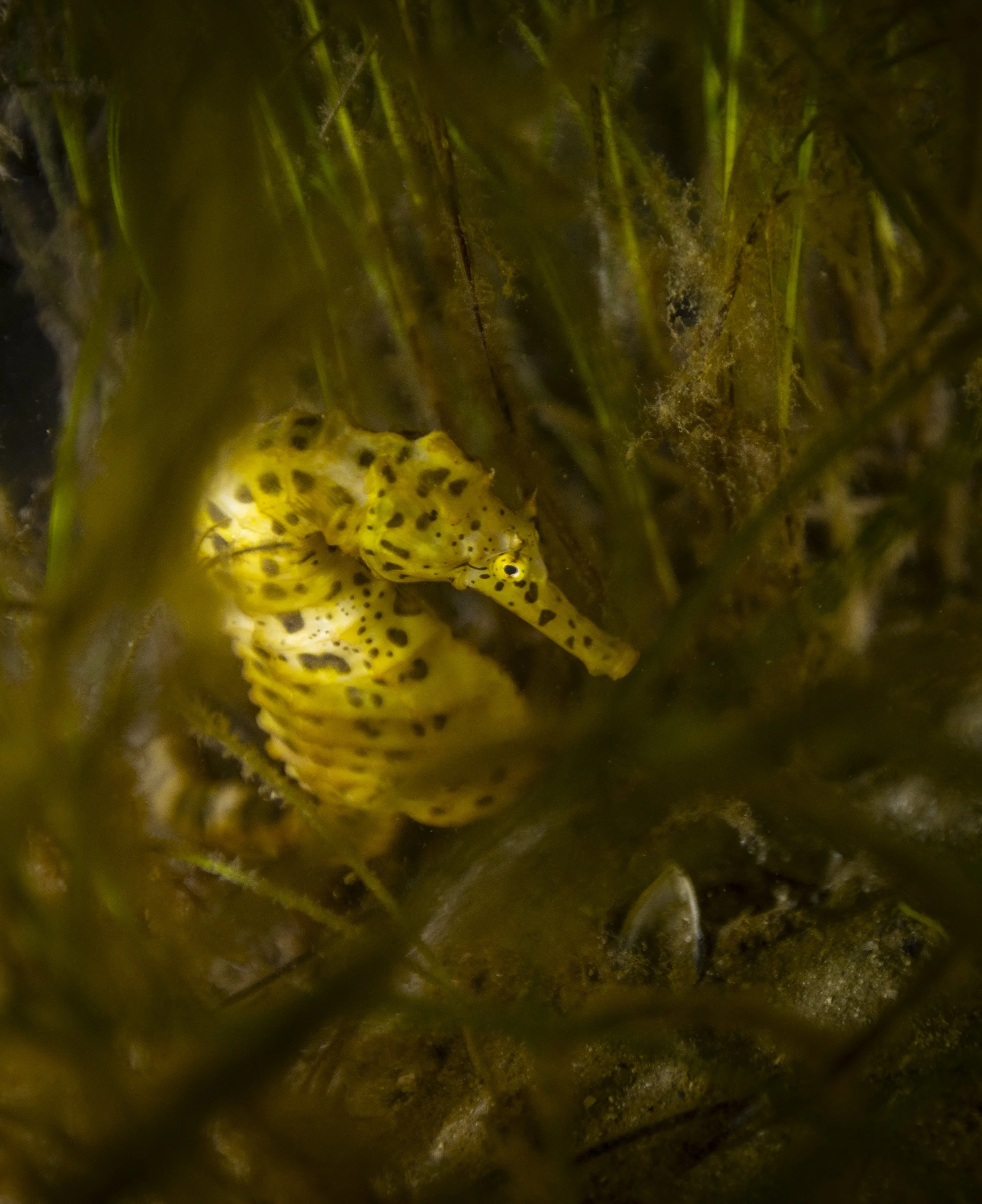 Big Bellied Seahorse | Great Southern Reef