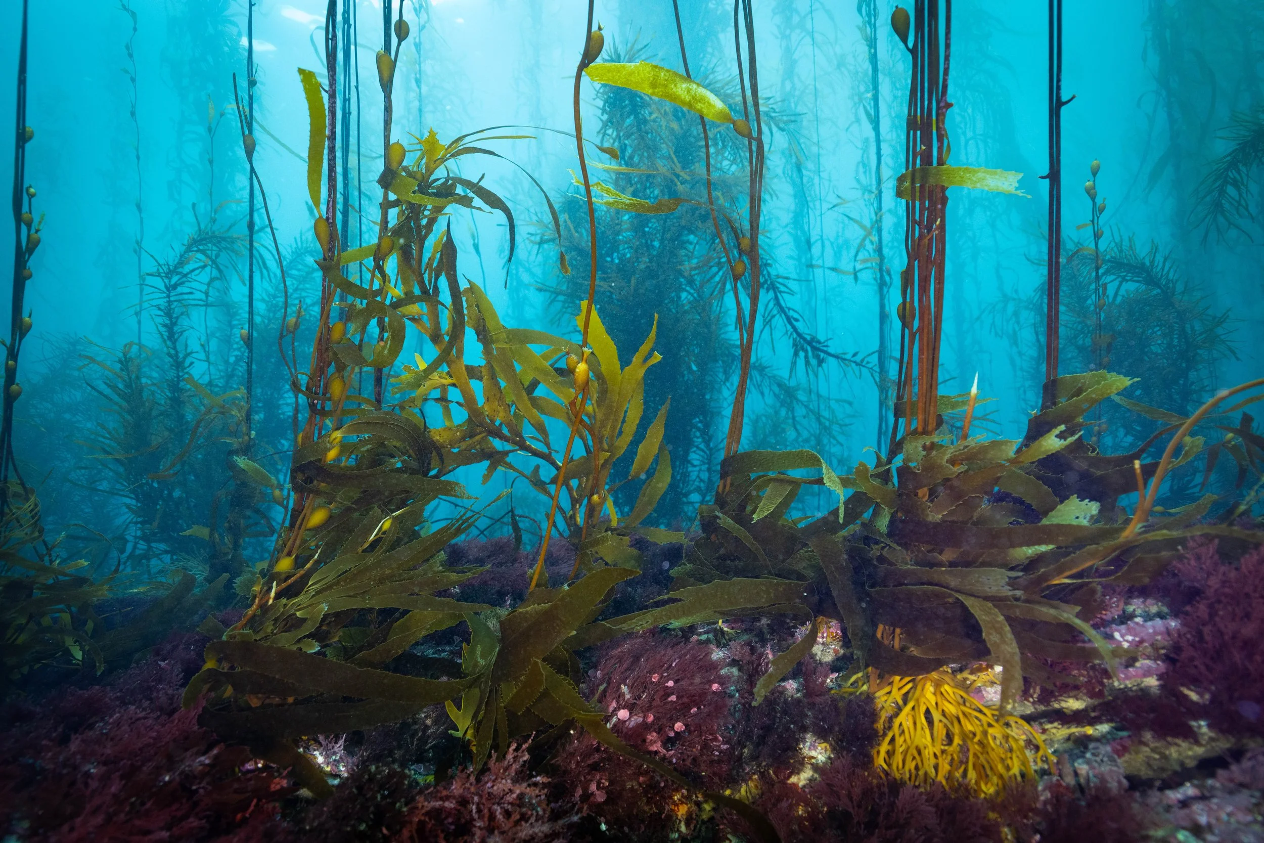 teacher-guides-great-southern-reef