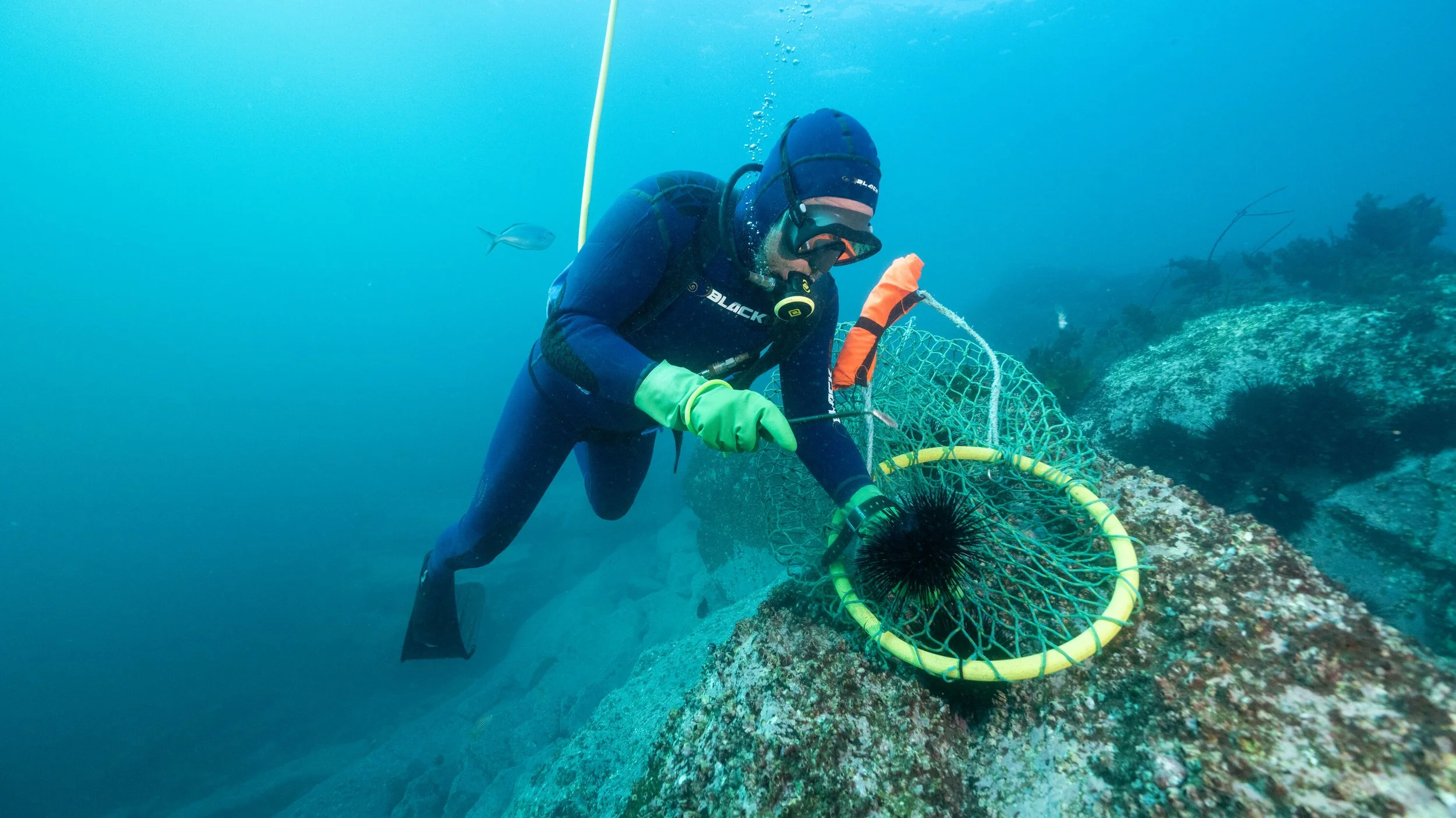 Urchin diver_Eden-6-large.jpg