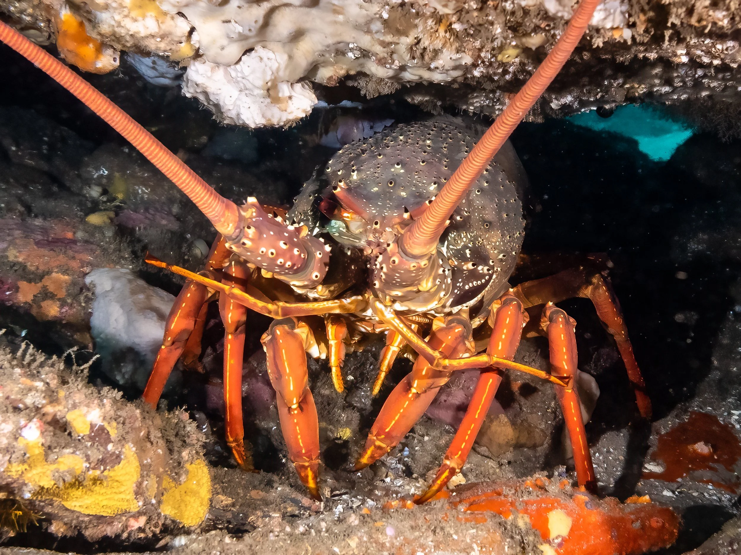 White Rock Media Kit | Great Southern Reef